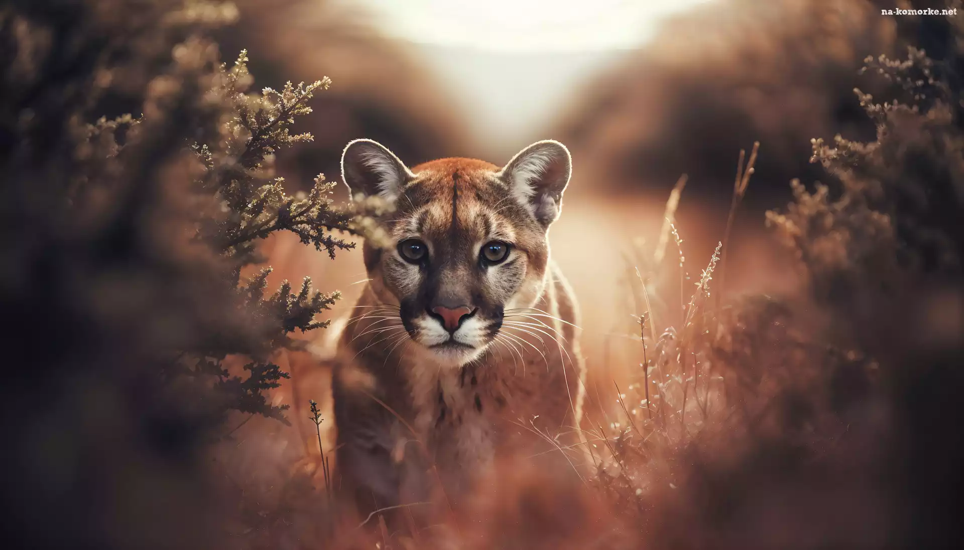 Roślinność, AI, Puma, Młoda