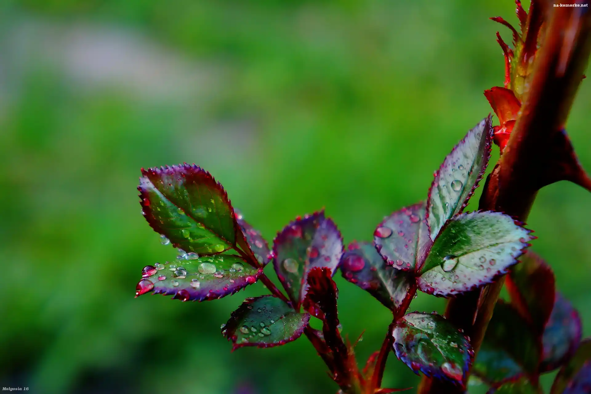 Młode, Rosa, Listki, Krople
