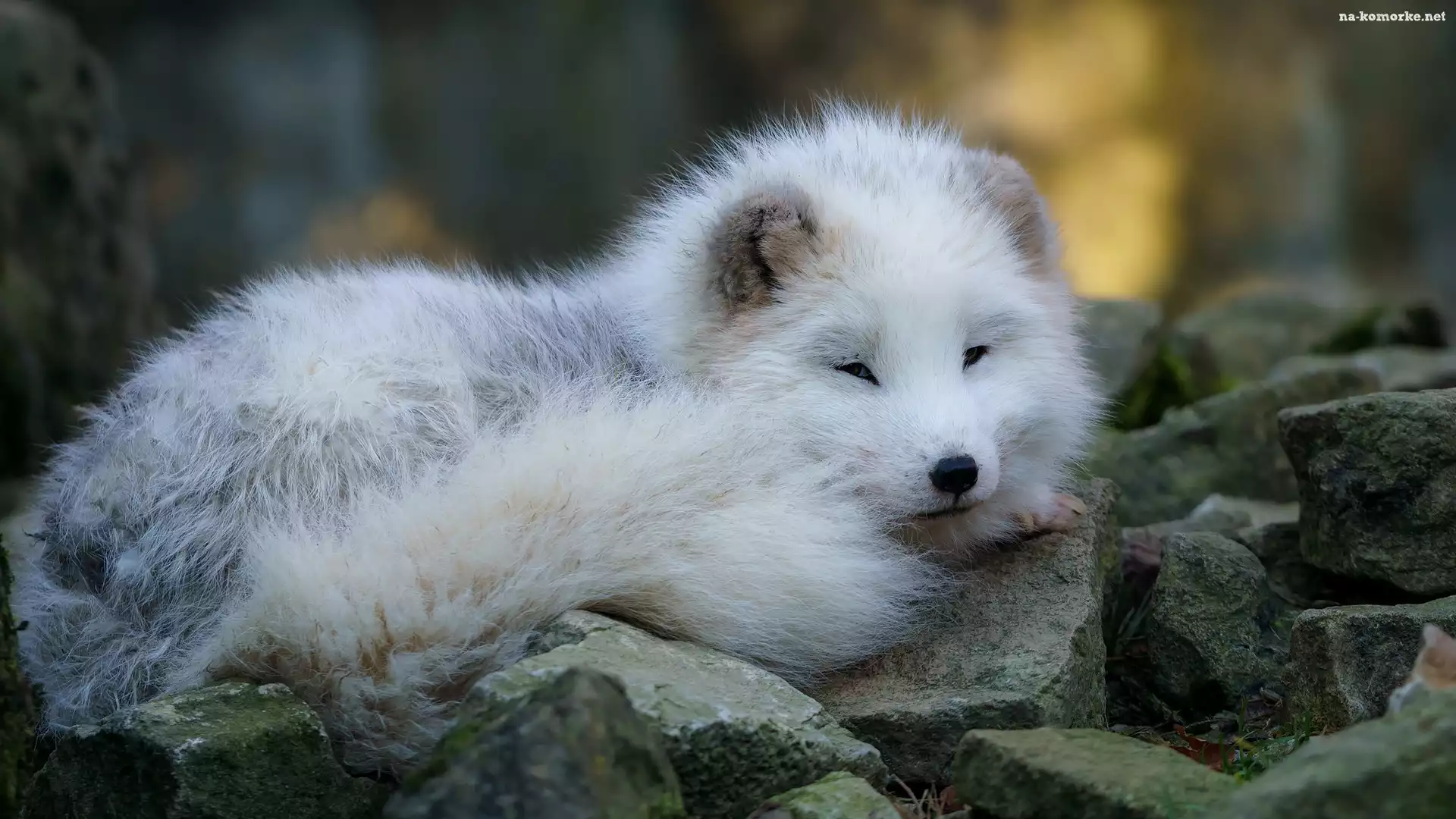 Młody, Kamienie, Biały, Lis polarny