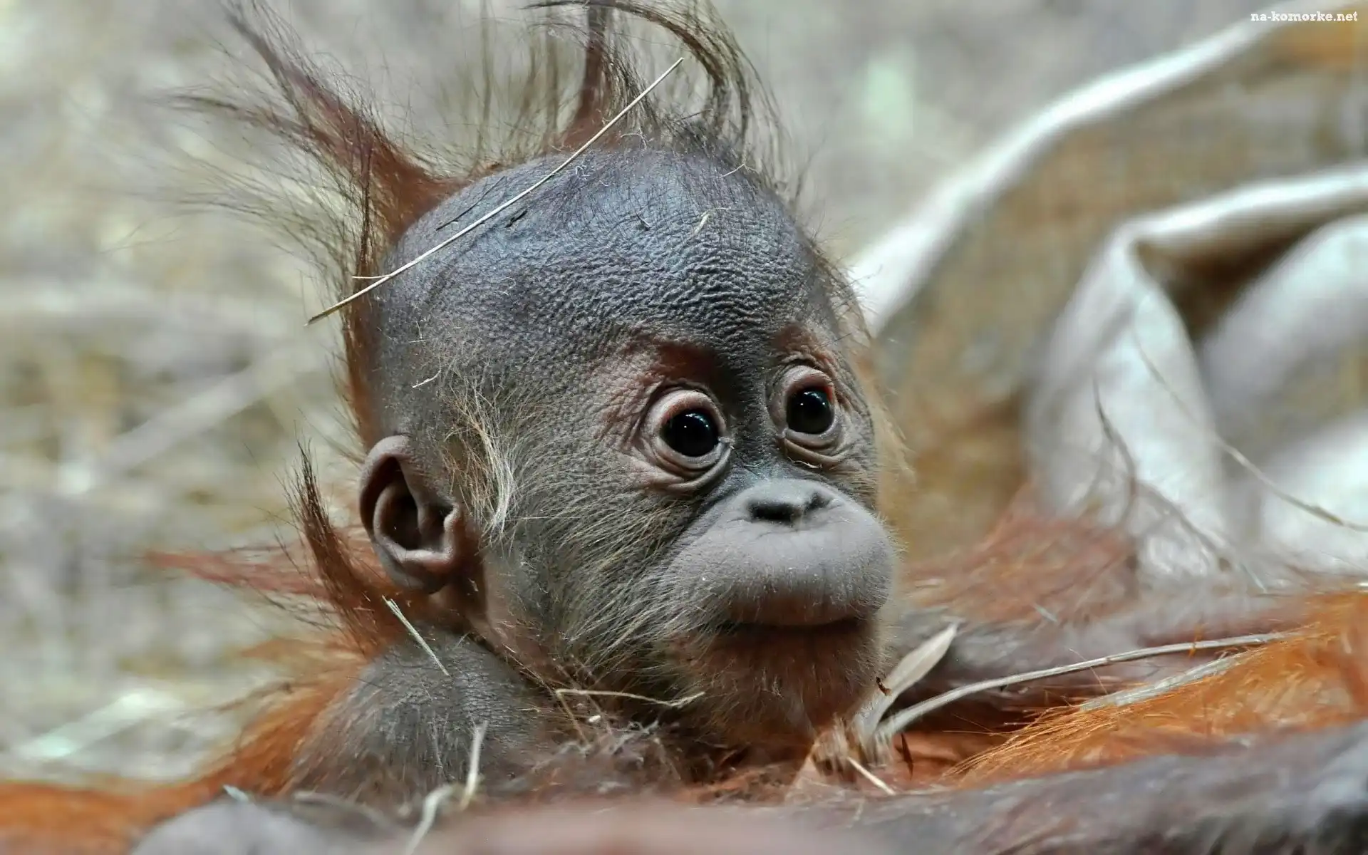 Młody, Orangutan
