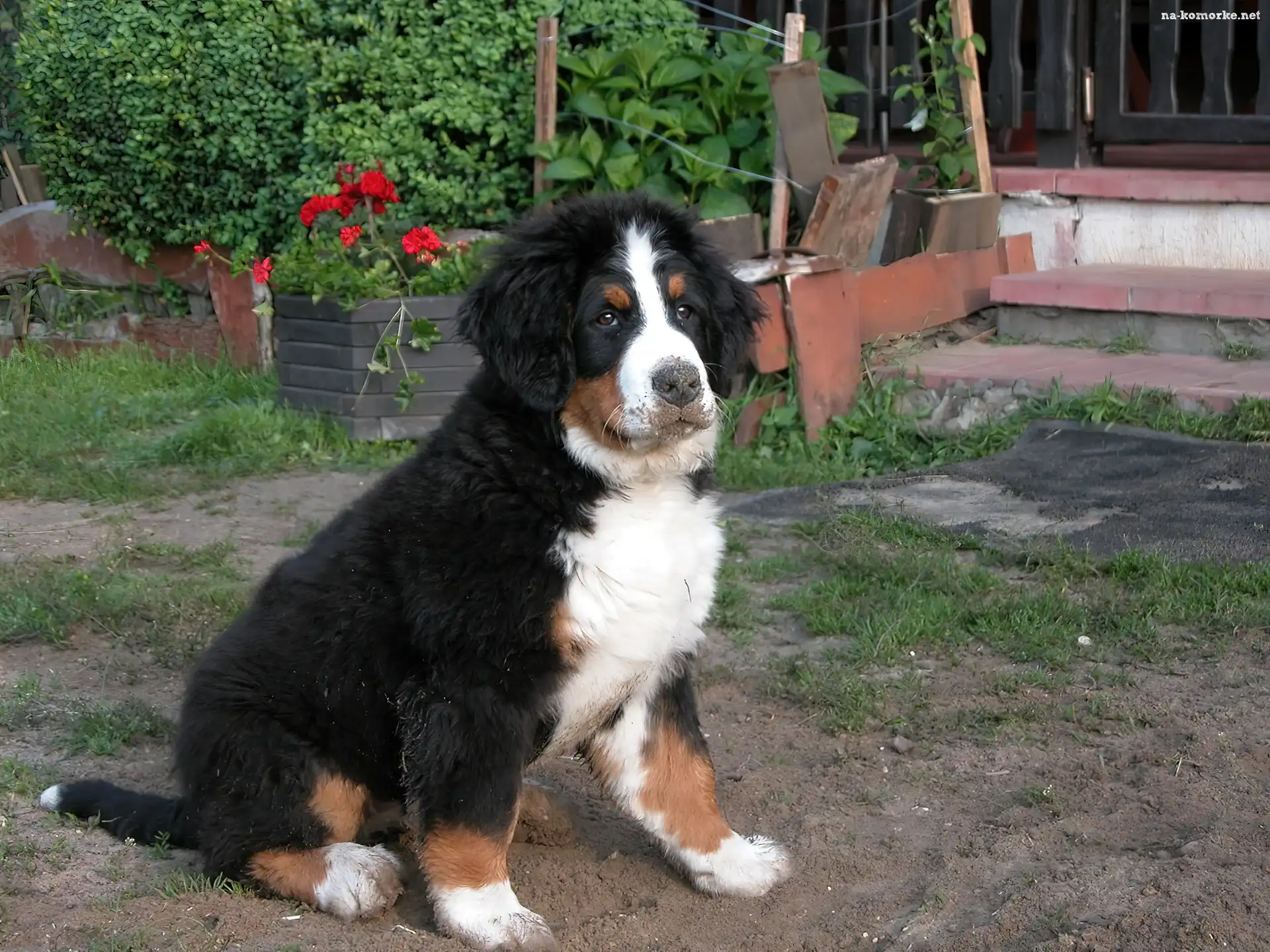 młody, Berneński pies pasterski