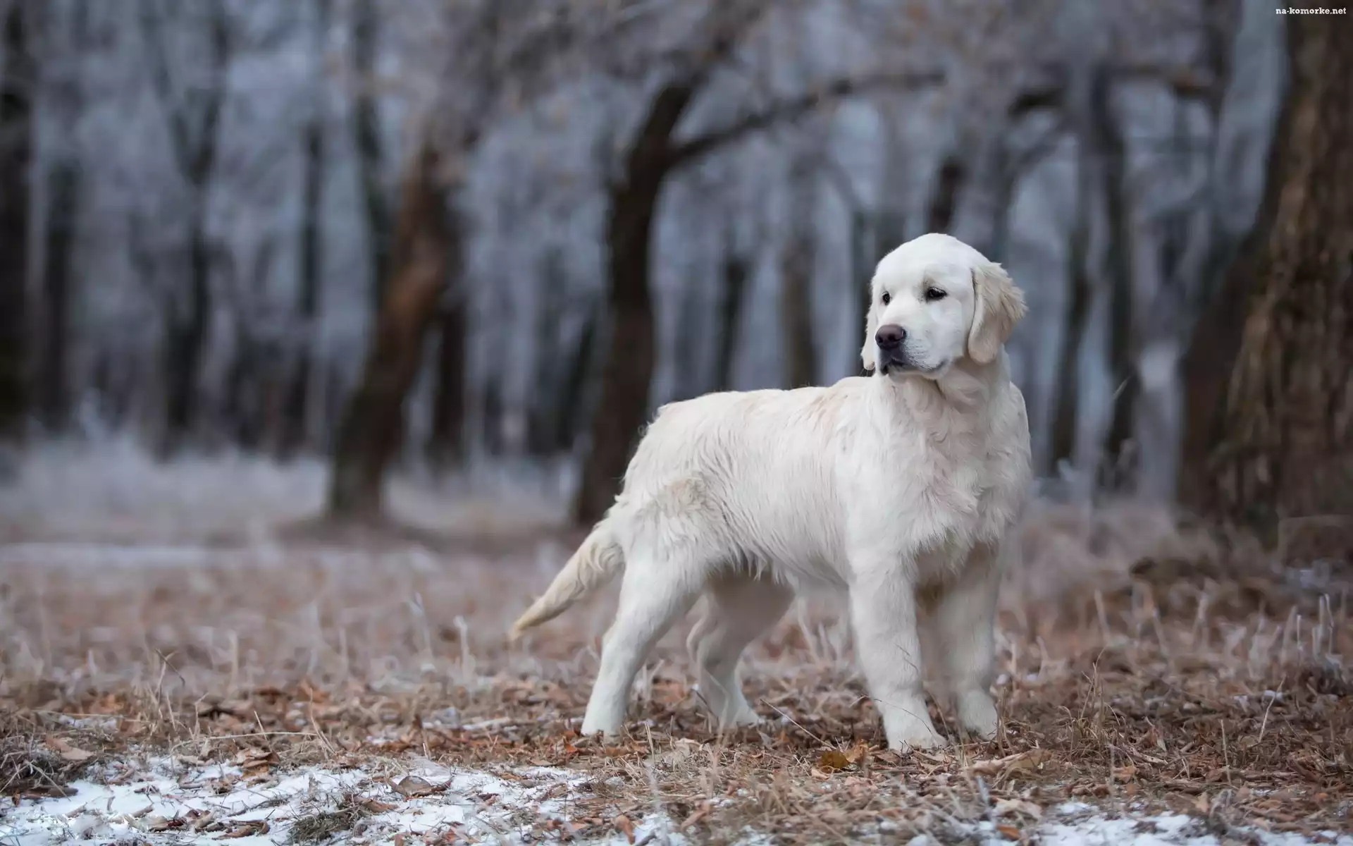 Młody, Golden retriever, Las