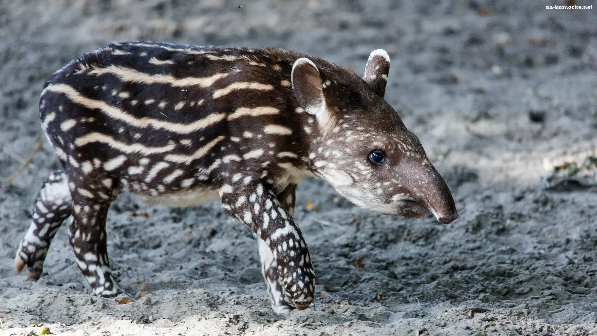 Młody, Tapir