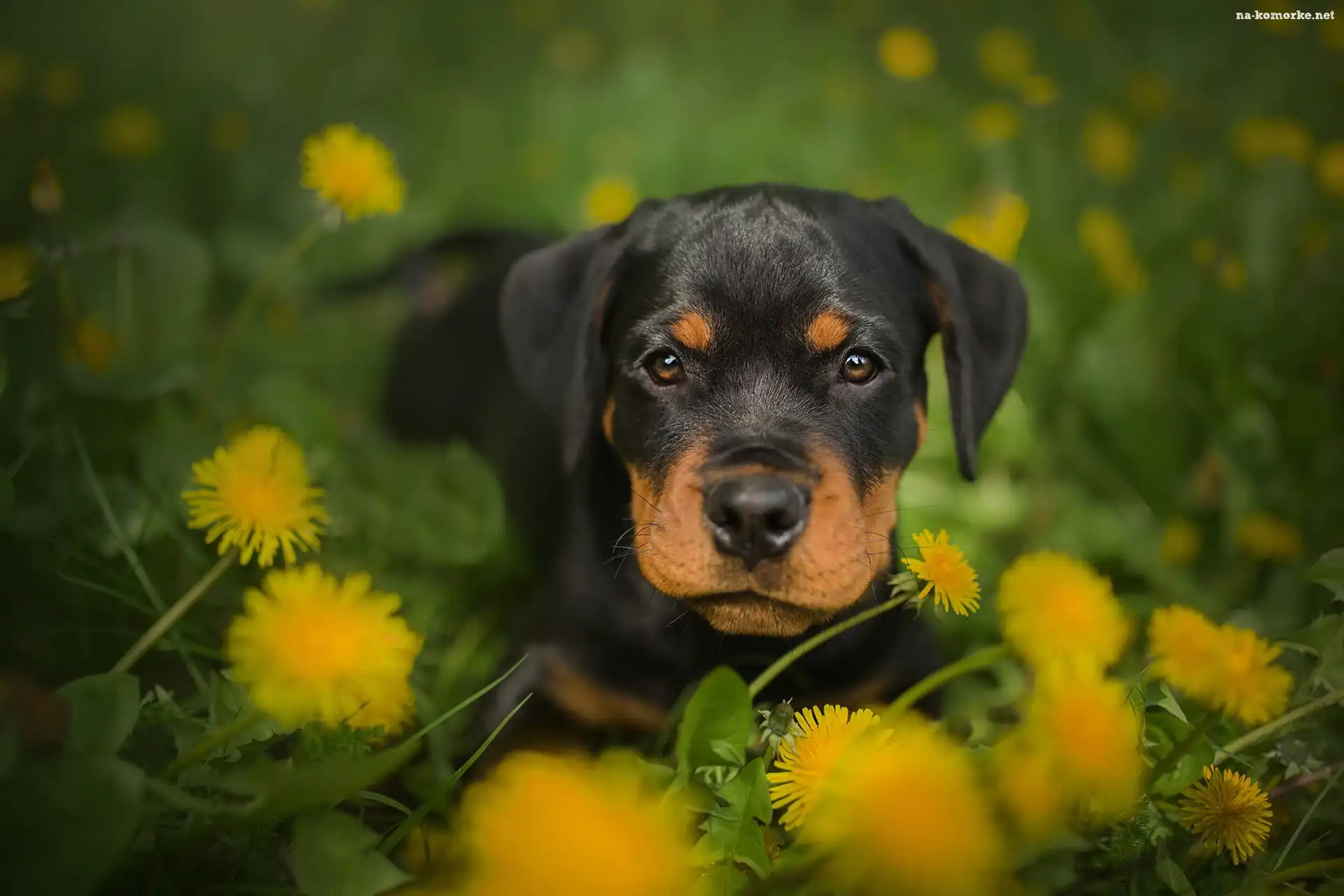 Mniszek pospolity, Pies, Szczeniak, Rottweiler, Kwiaty