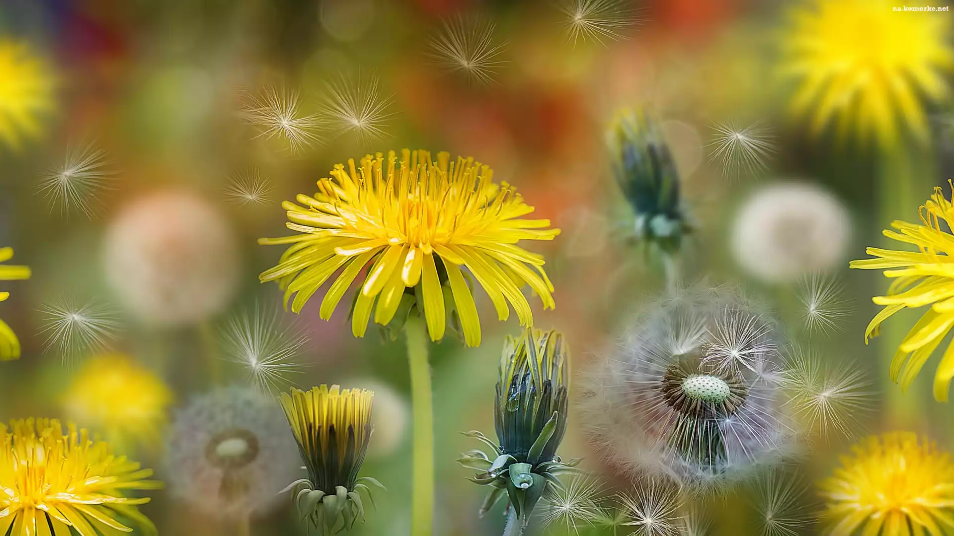 Mniszki, Bokeh, Dmuchawce, Niełupki