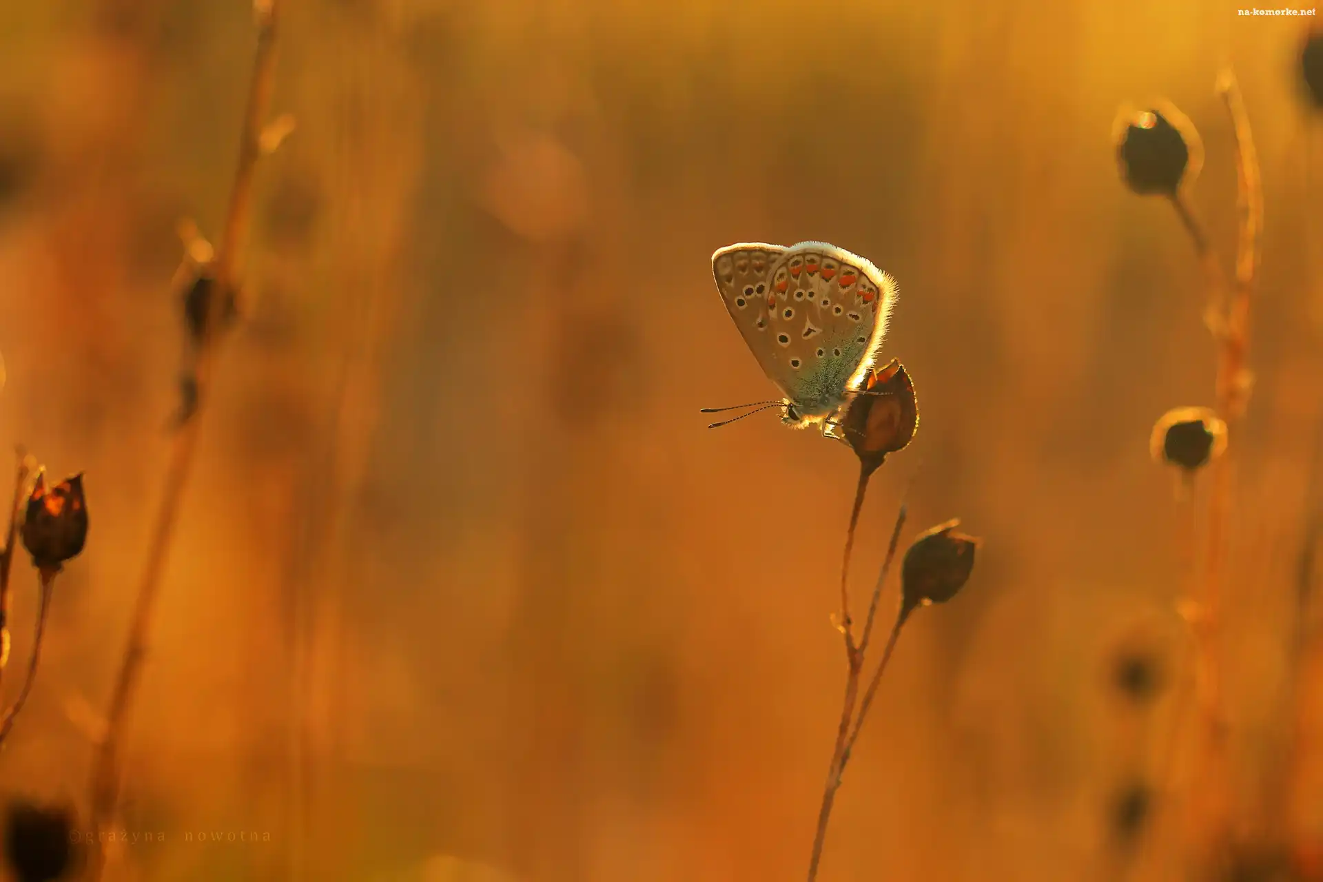 Motyl, Modraszek, Rośliny