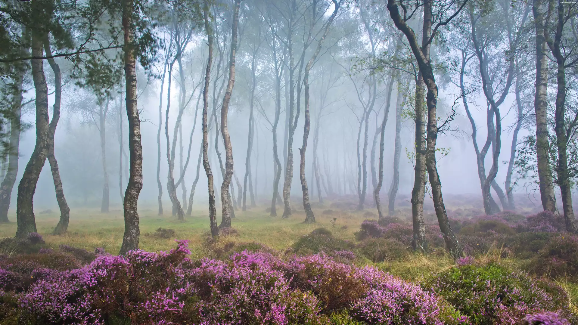 Anglia, Drzewa, Wrzosowisko, Stanton Moor, Wrzosy, Polana, Park Narodowy Peak District, Brzozy, Las, Mgła