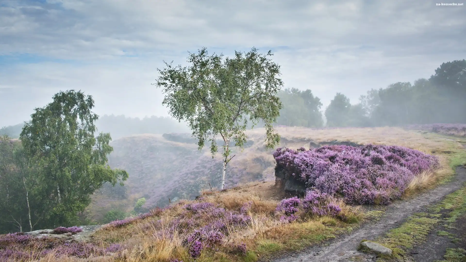 Świt, Park Narodowy Peak District, Anglia, Droga, Wrzosowisko, Jesień, Drzewa, Mgła, Brzozy, Stanton Moor, Las