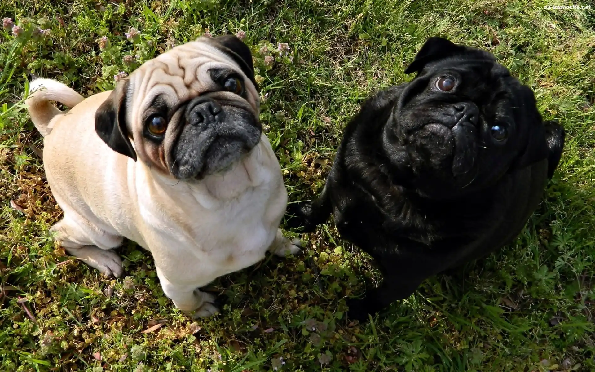 Mops, Dwa, Psy, Czarny, Biały