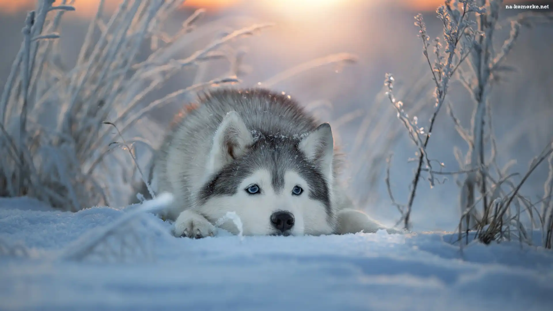Mordka, Zima, Śnieg, Pies, Siberian husky