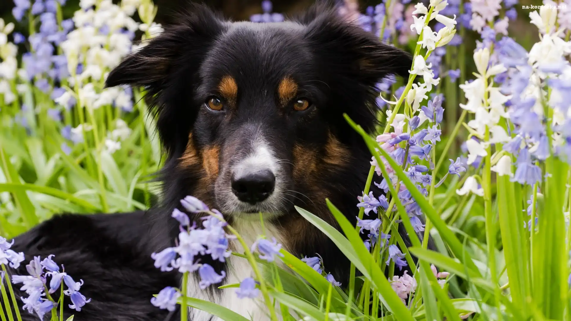 Mordka, Pies, Border collie, Trawa, Kwiaty
