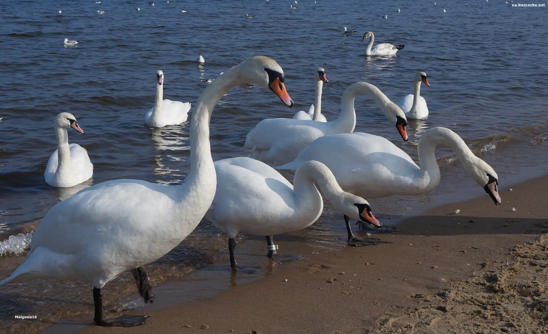 Morze, Ptaki, Białe, Plaża, Łabędzie, Woda
