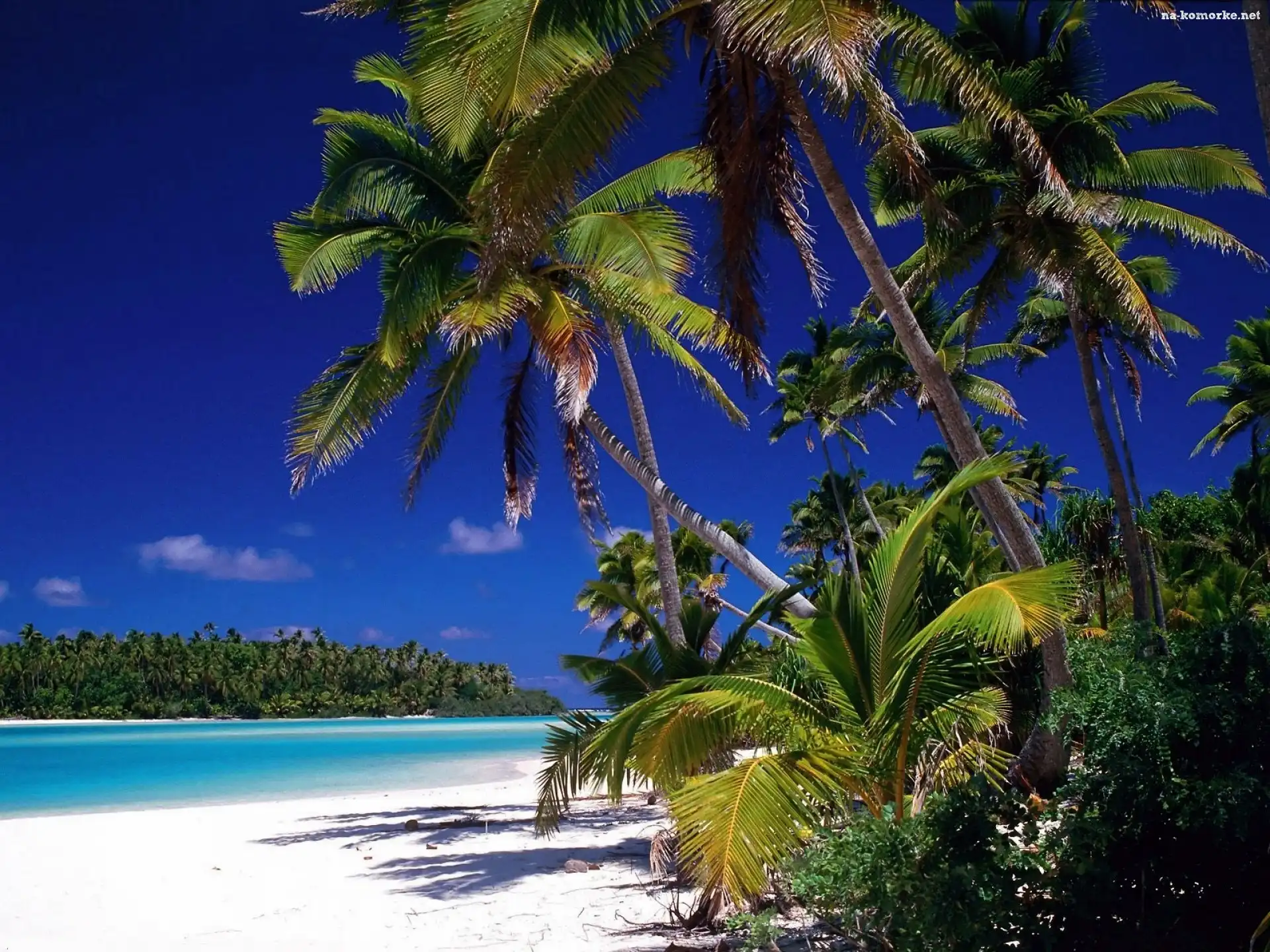 Morze, Antyle, Małe, Dżungla, Barbados, Plaża