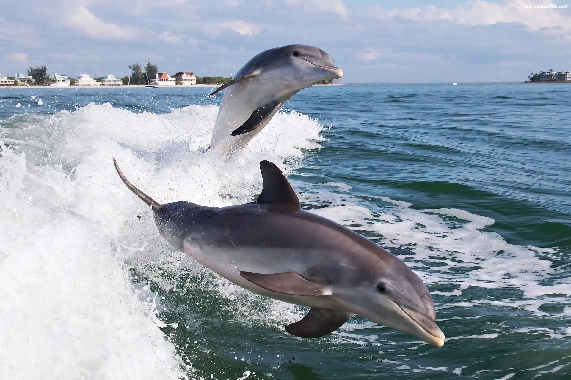 Delfiny, Morze, Domy