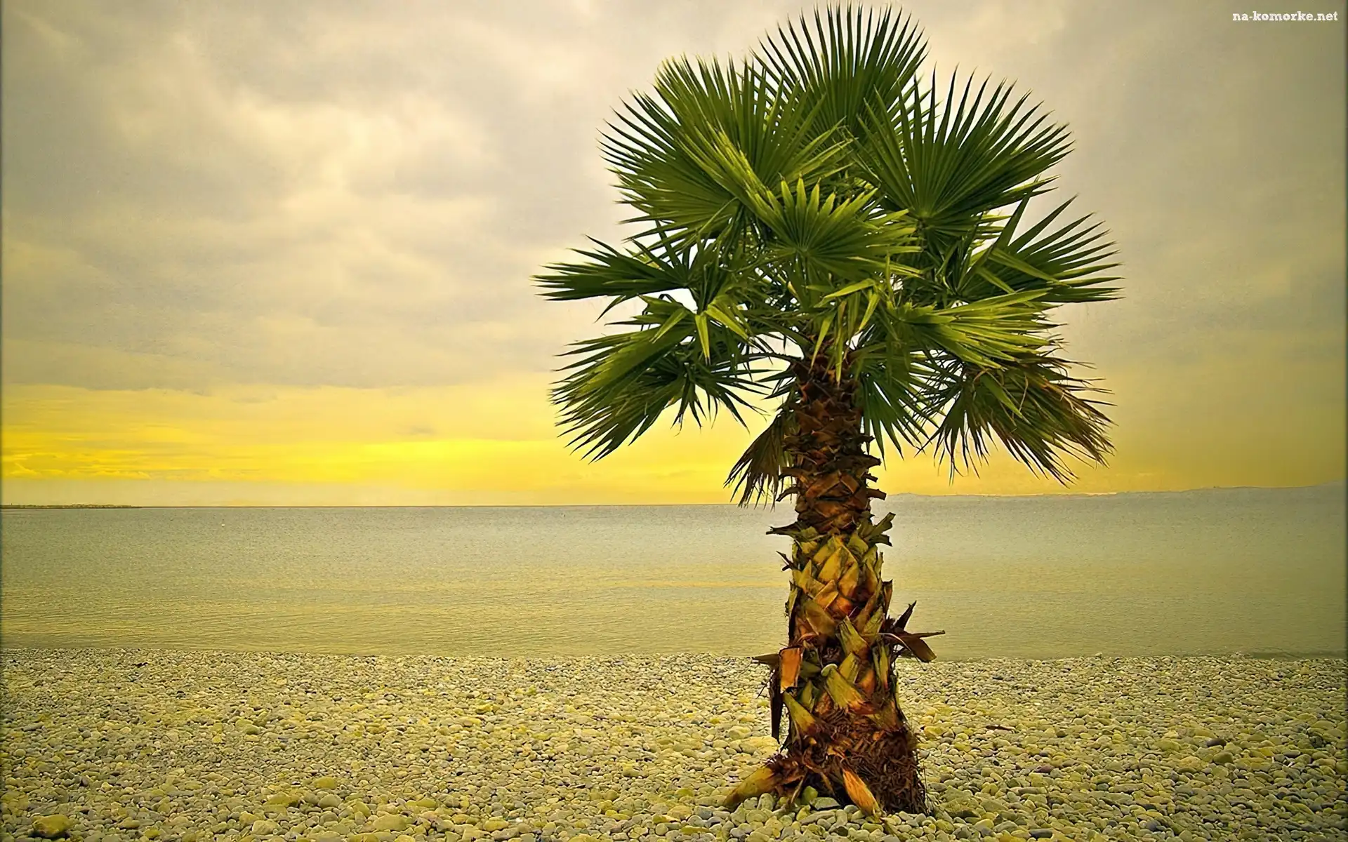 Morze, Palma, Samotna, Kamienista, Plaża