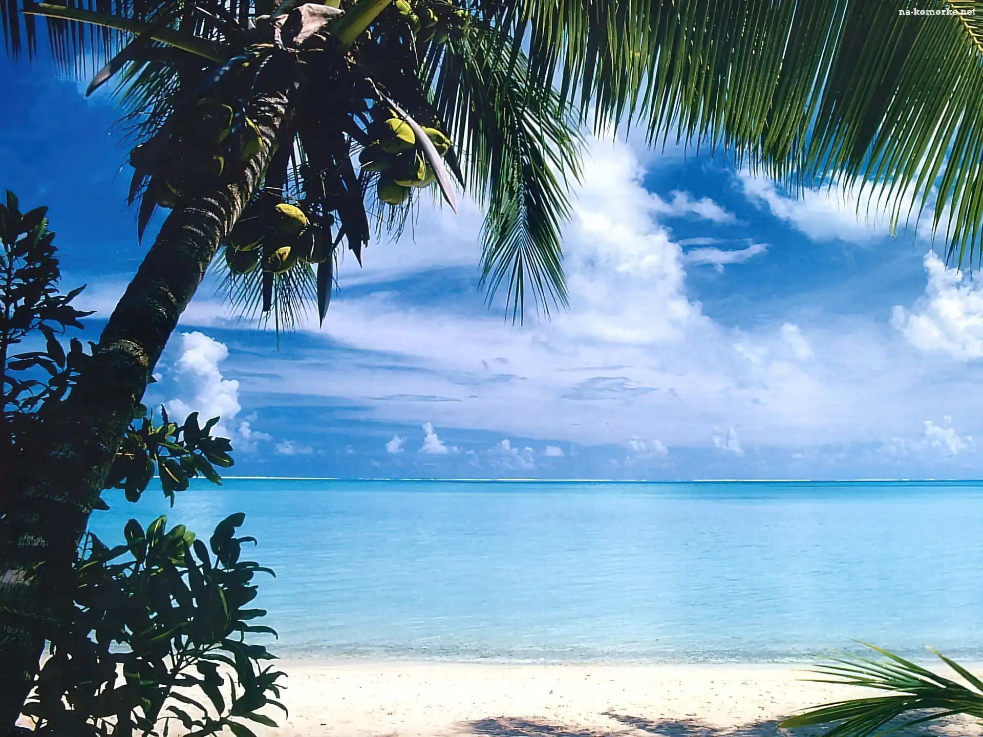 Wyspa, Bora Bora, Morze, Palma