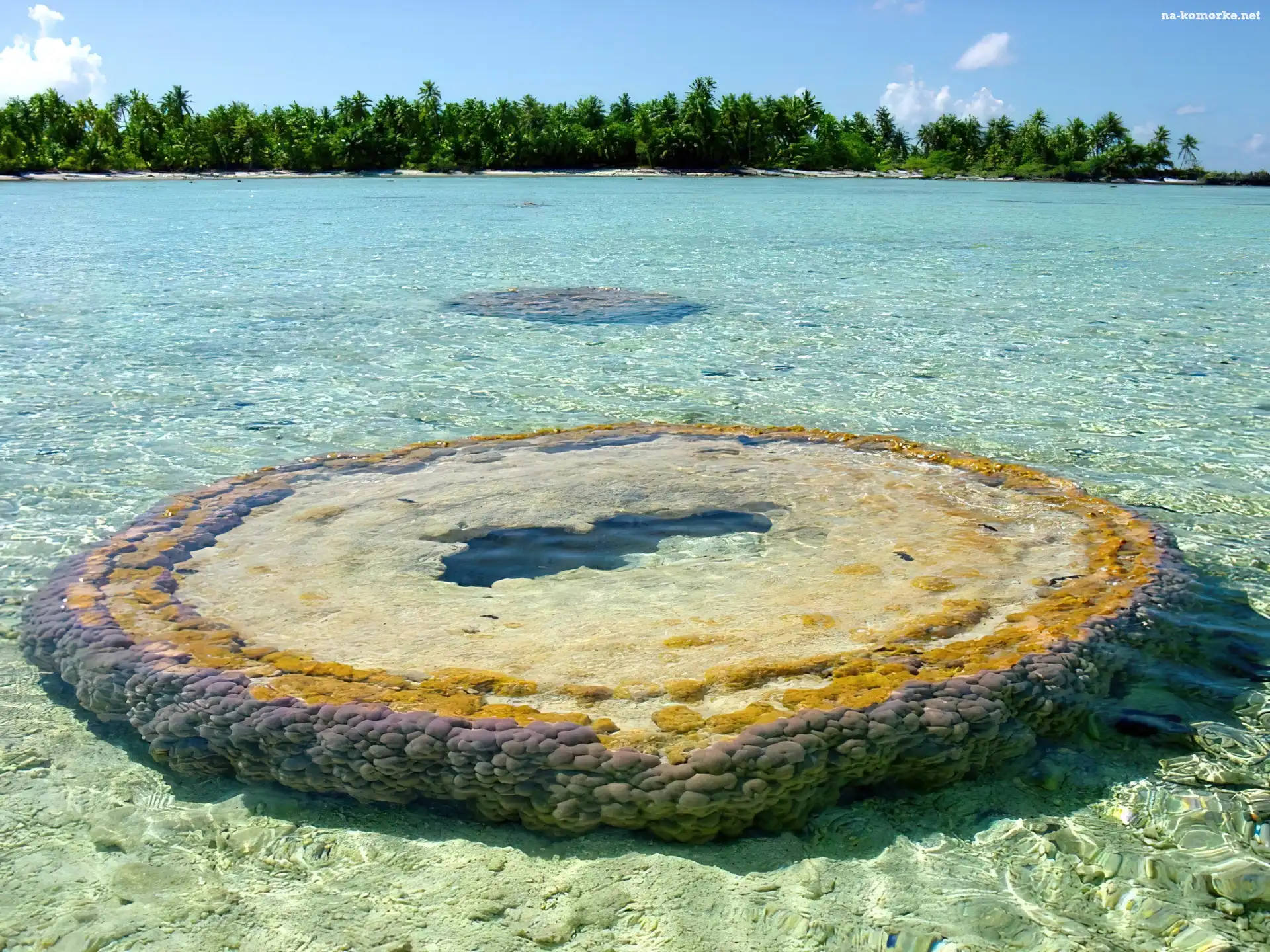 Morze, Atoll, Palmy, Mały