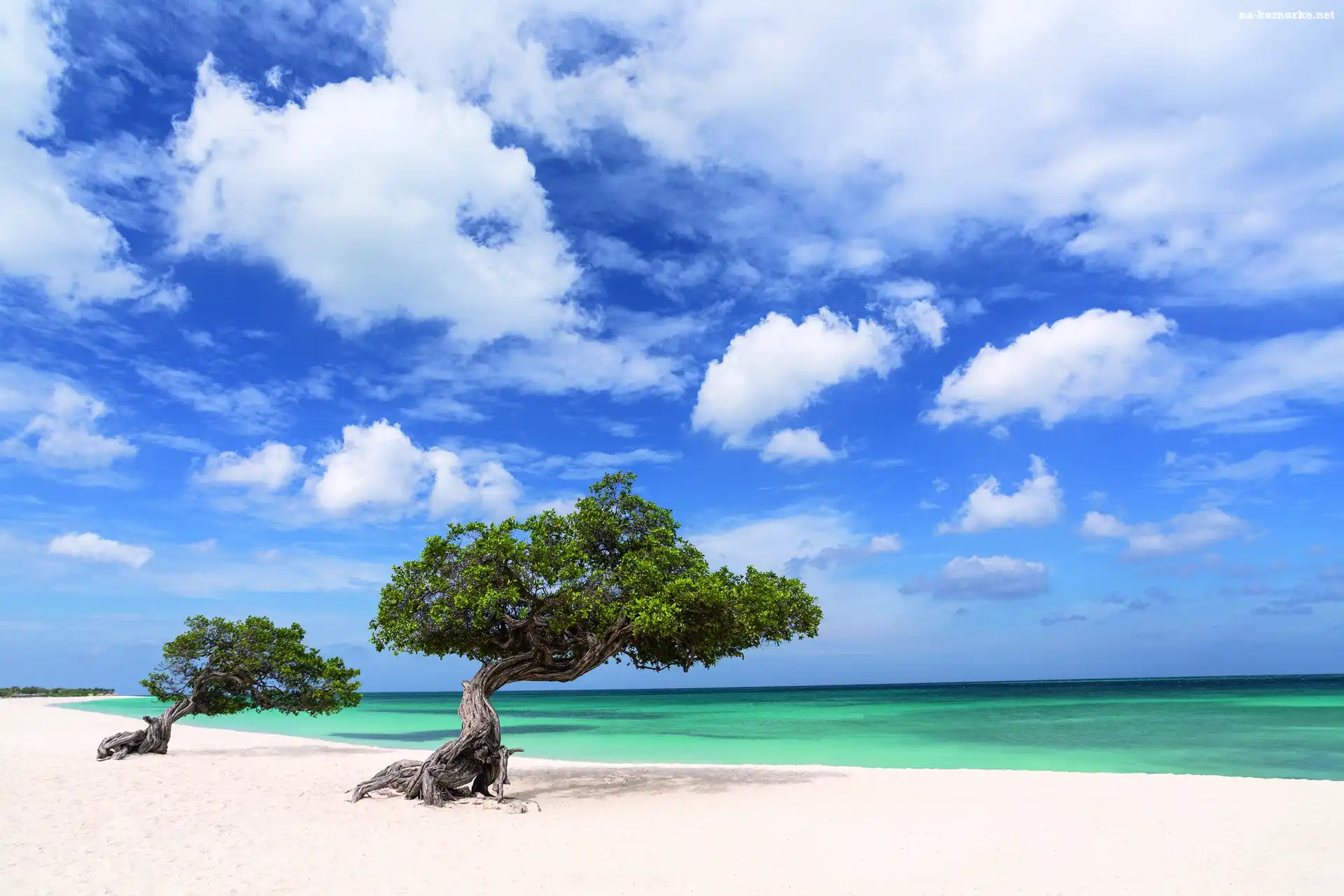 Morze, Dwa, Drzewa, Plaża, Aruba