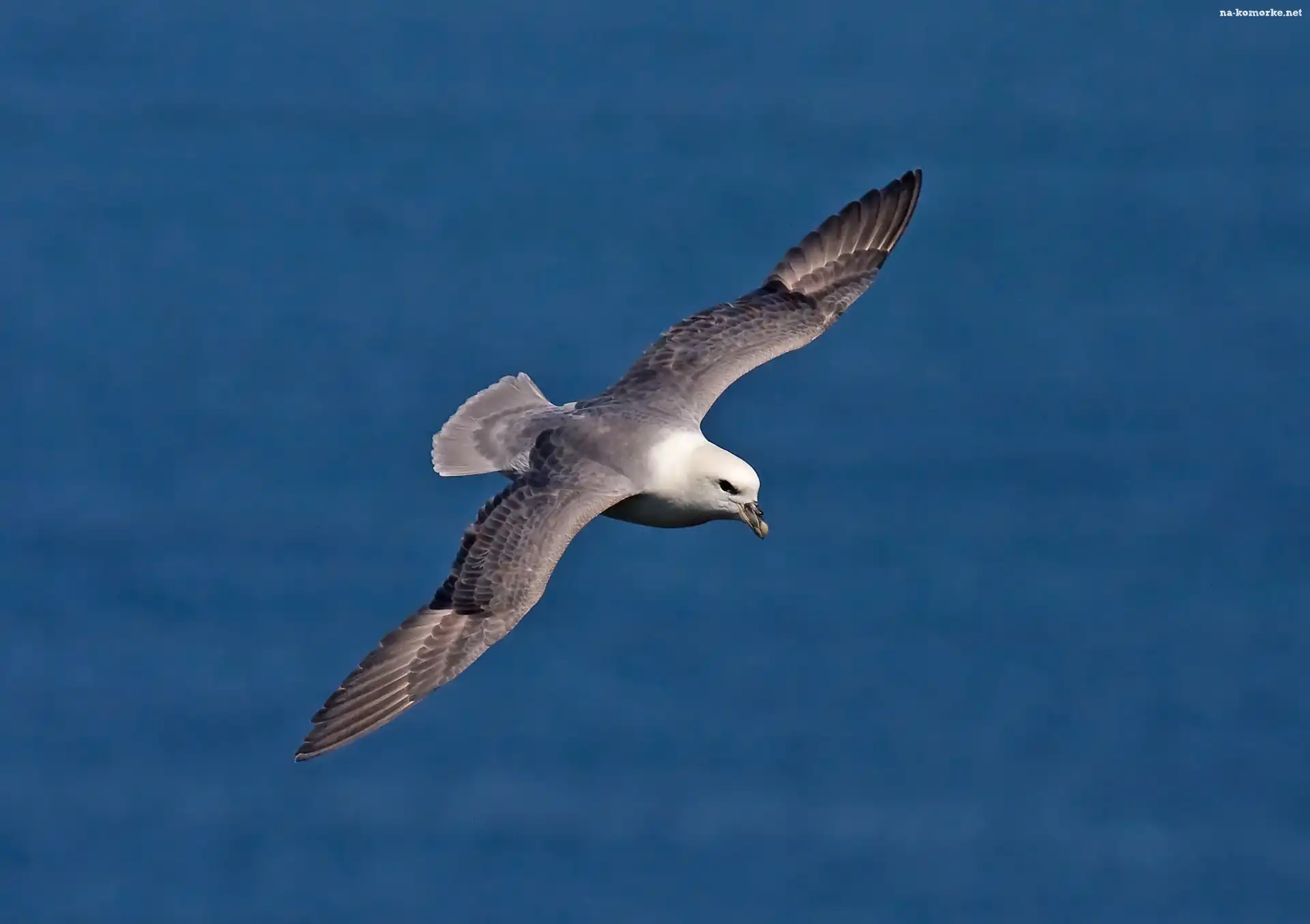Morze, Lot, Ptak, Fulmar