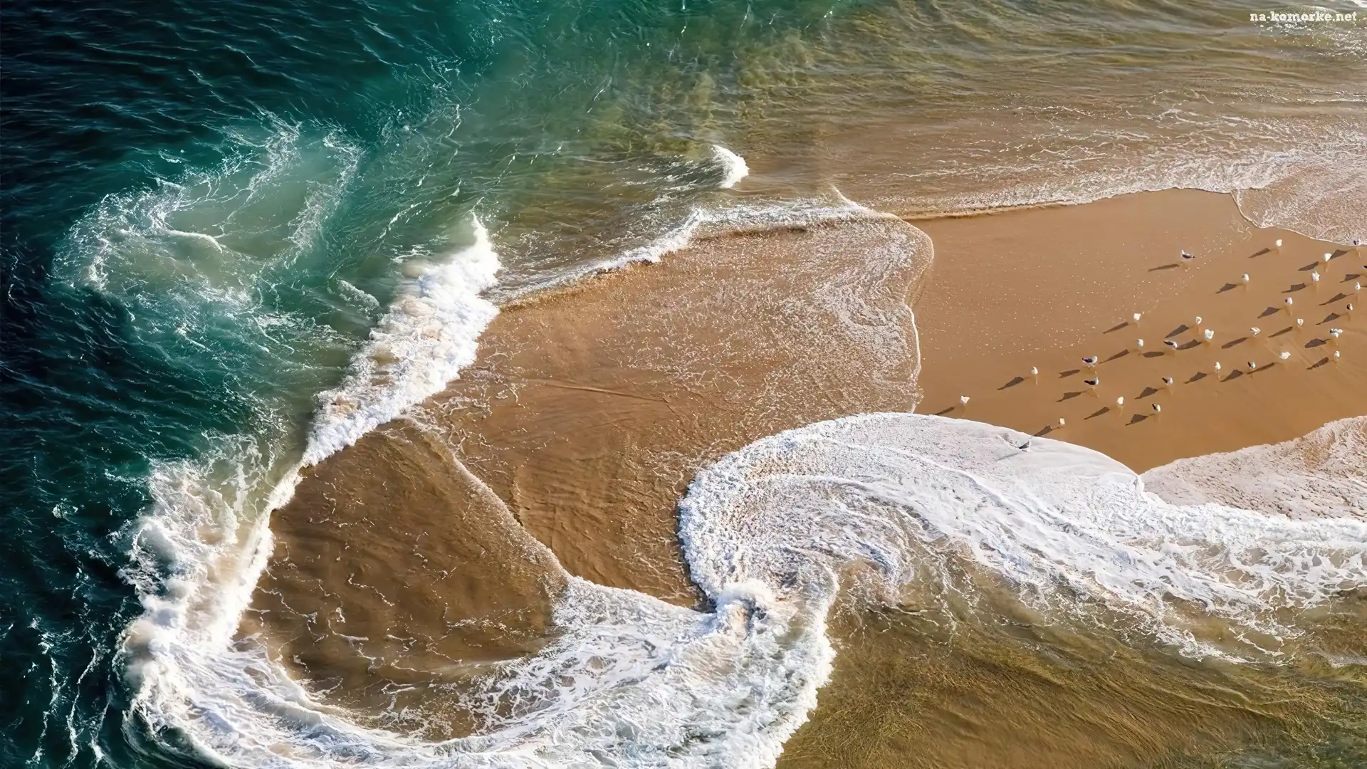 Morze, Francja, Ptaki, Plaża