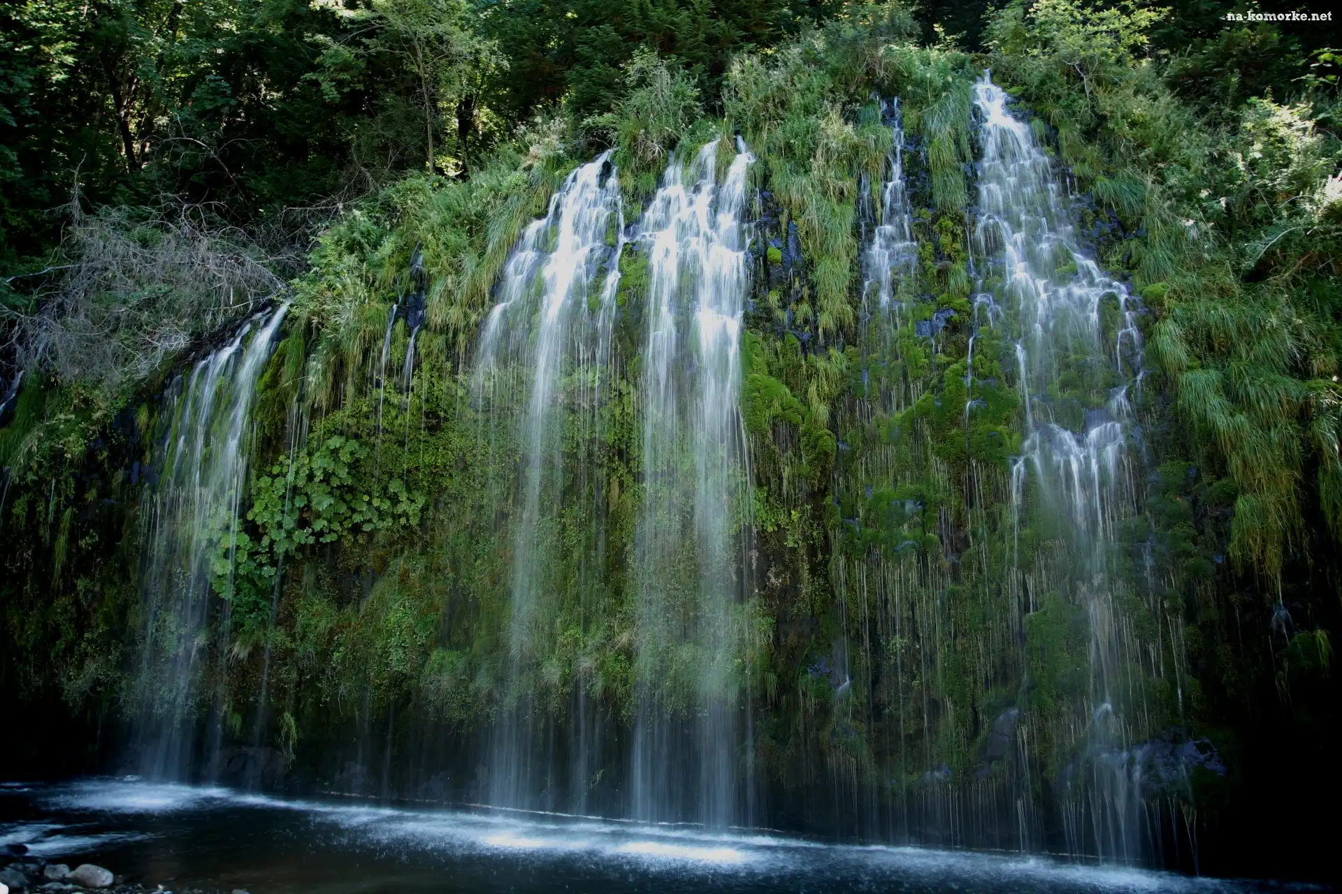 Wodospad Mossbrae Falls, Stany Zjednoczone, Rośliny, Stan Kalifornia