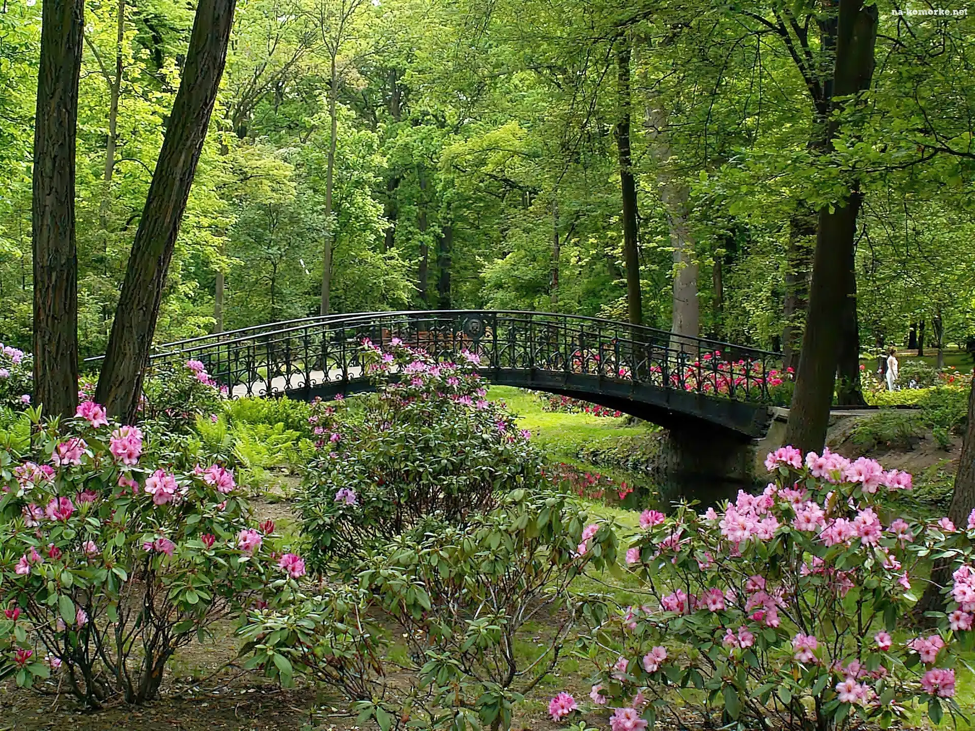 Mostek, Park, Kwitnące, Rododendrony, Rzeczka
