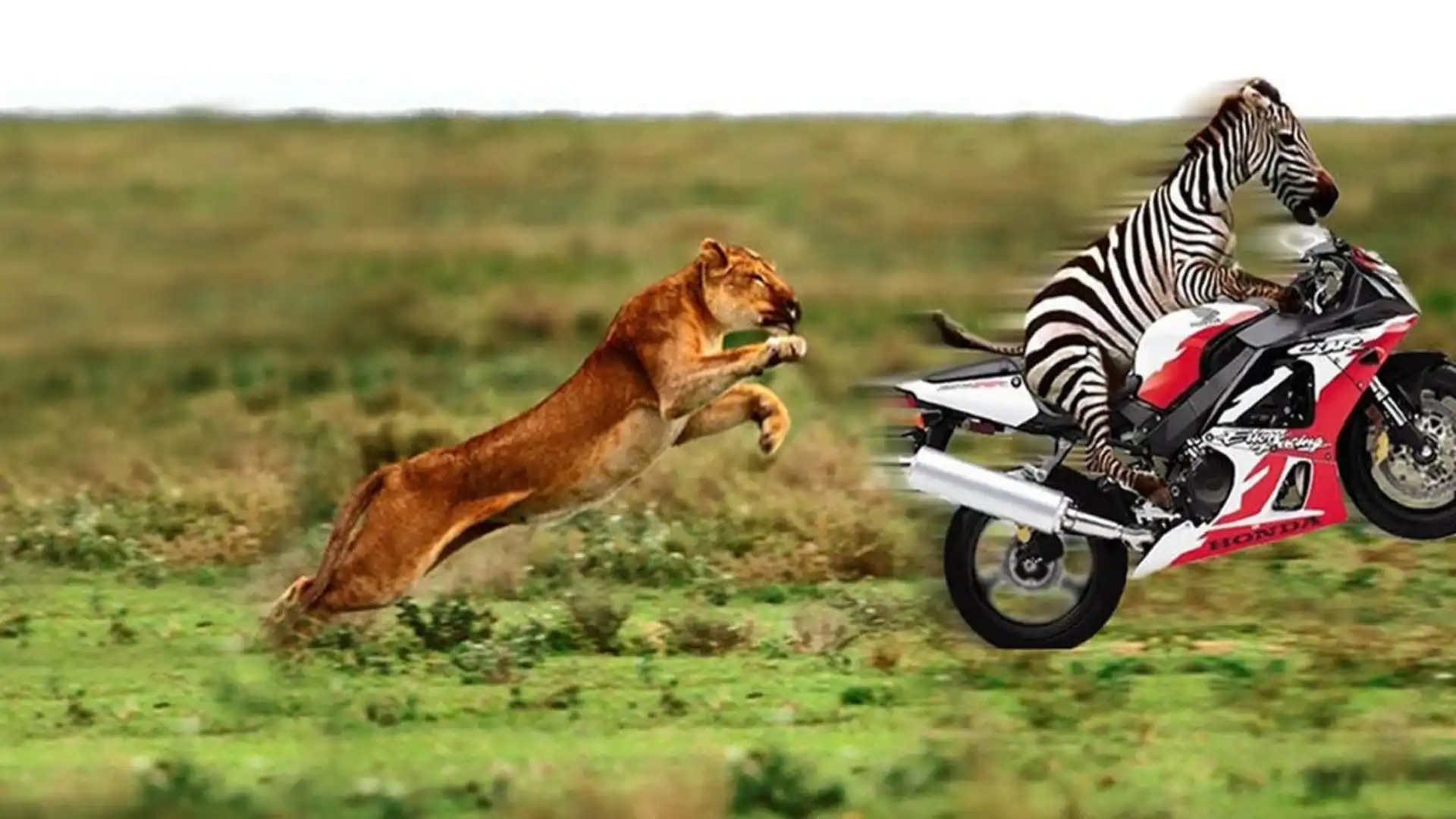 Zebra, Motor, Lwica
