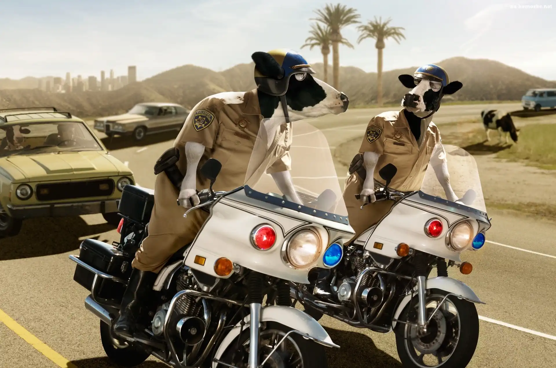 Motory, Droga, Samochody, Krowy, Policja