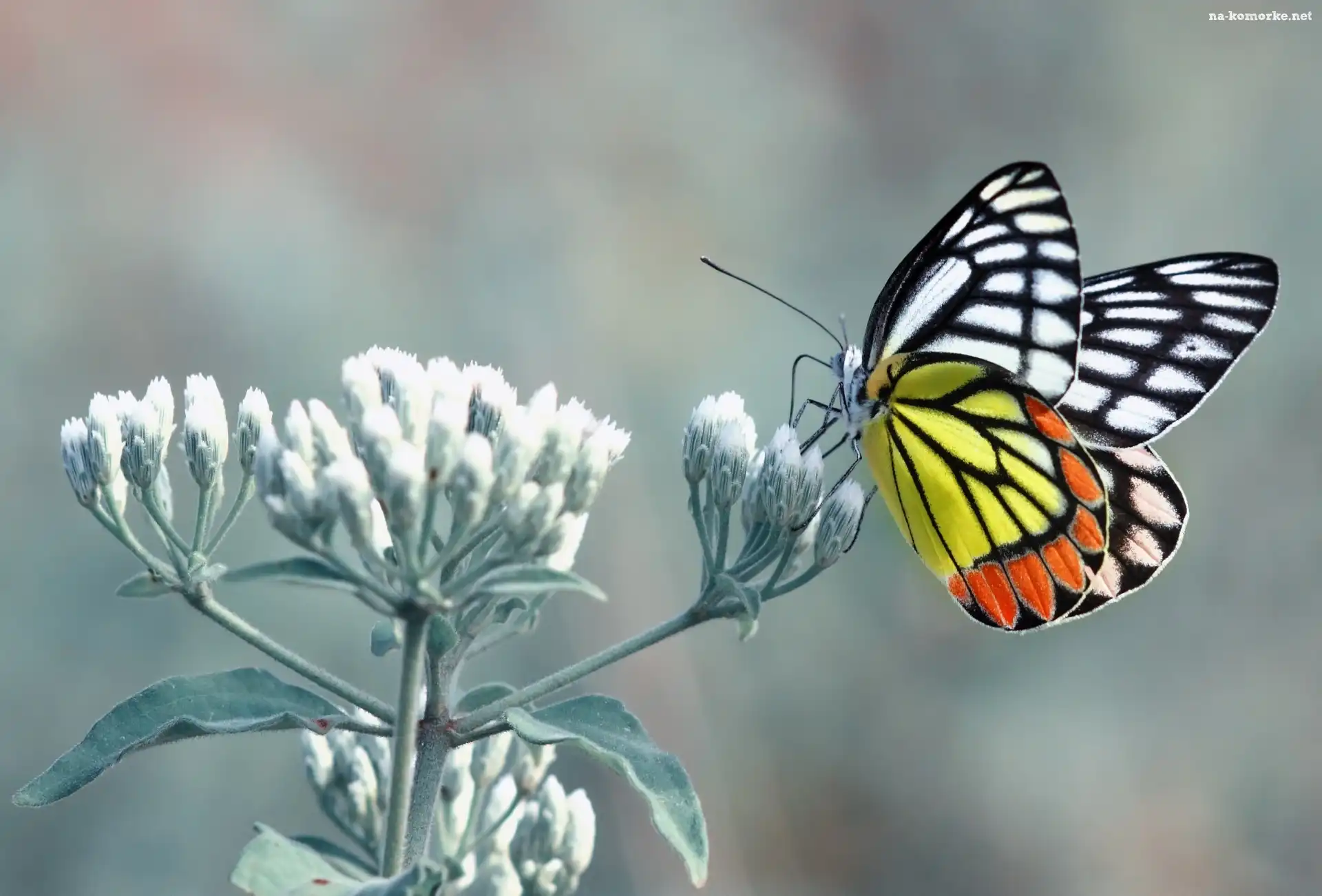 Motyl