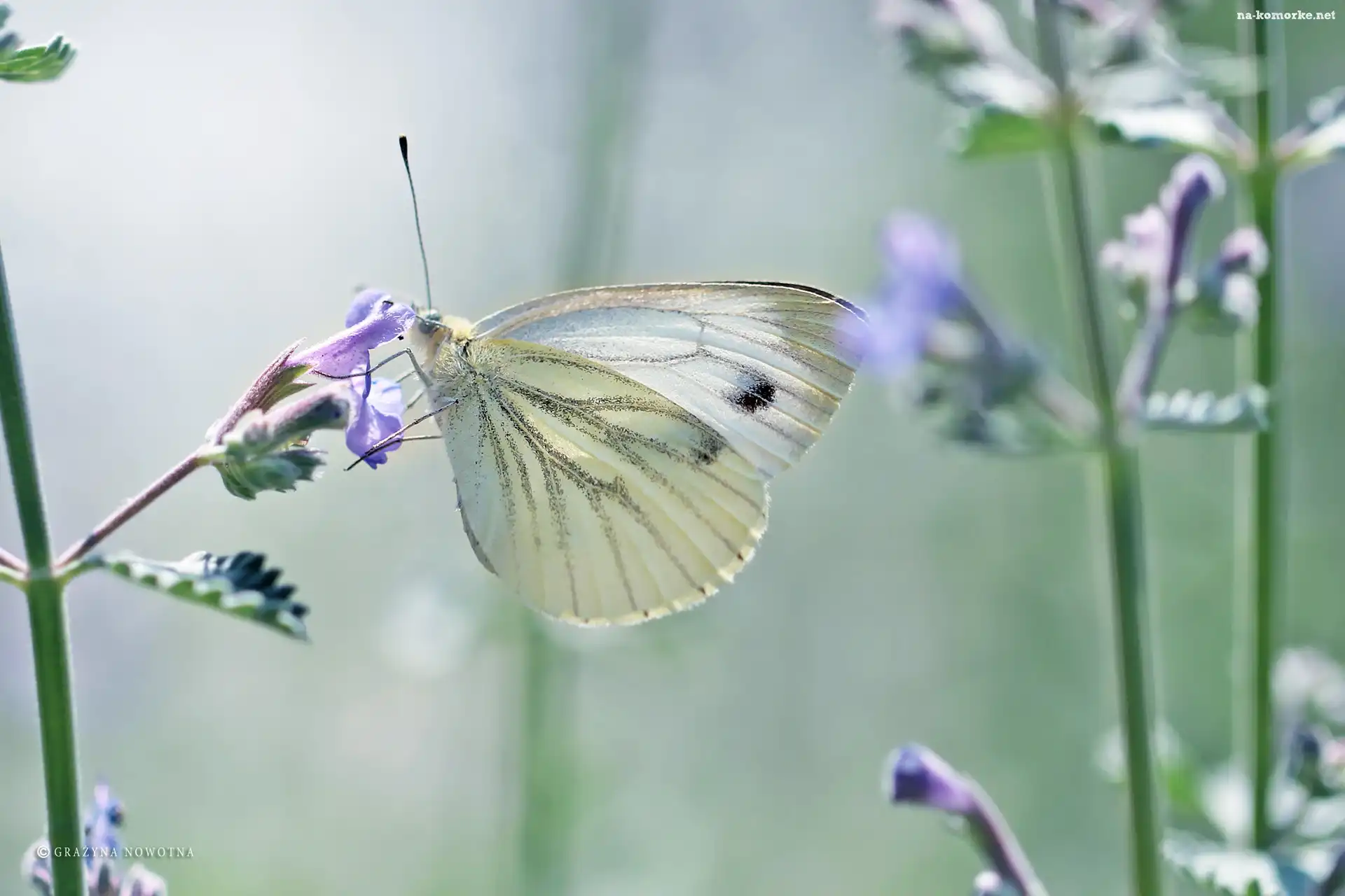 Biały, Motyl, Bielinek