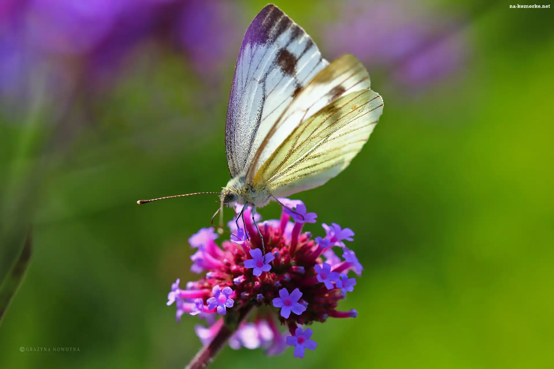 Biały, Kwiaty, Motyl, Bielinek