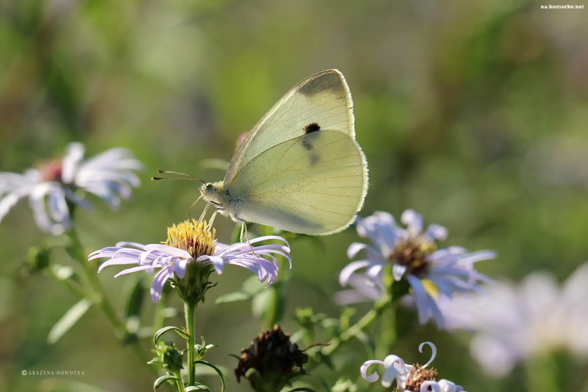 Motyl, Biały, bielinek, Owad