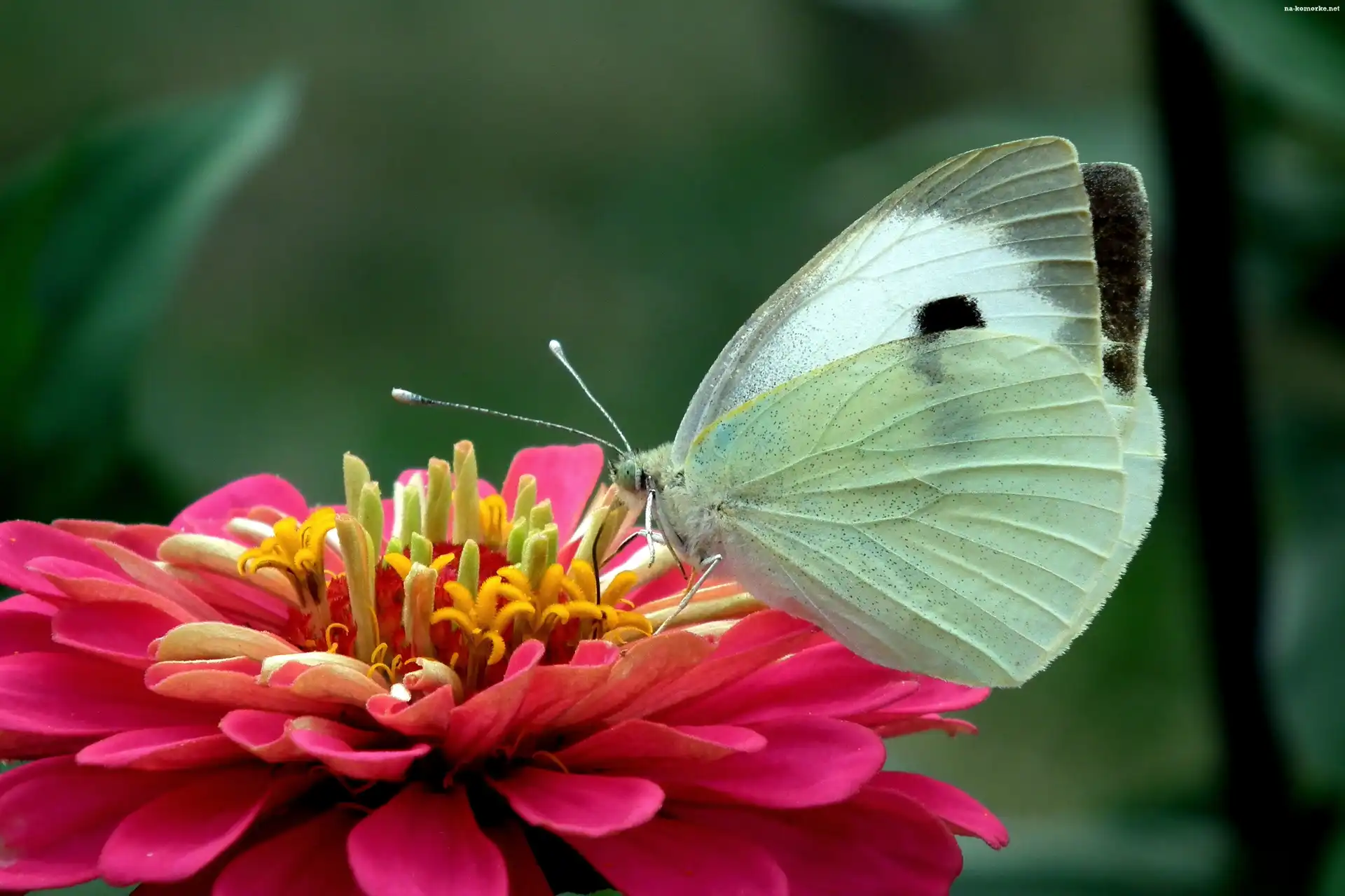 Motyl, Cynia, Bielinek, Kwiat