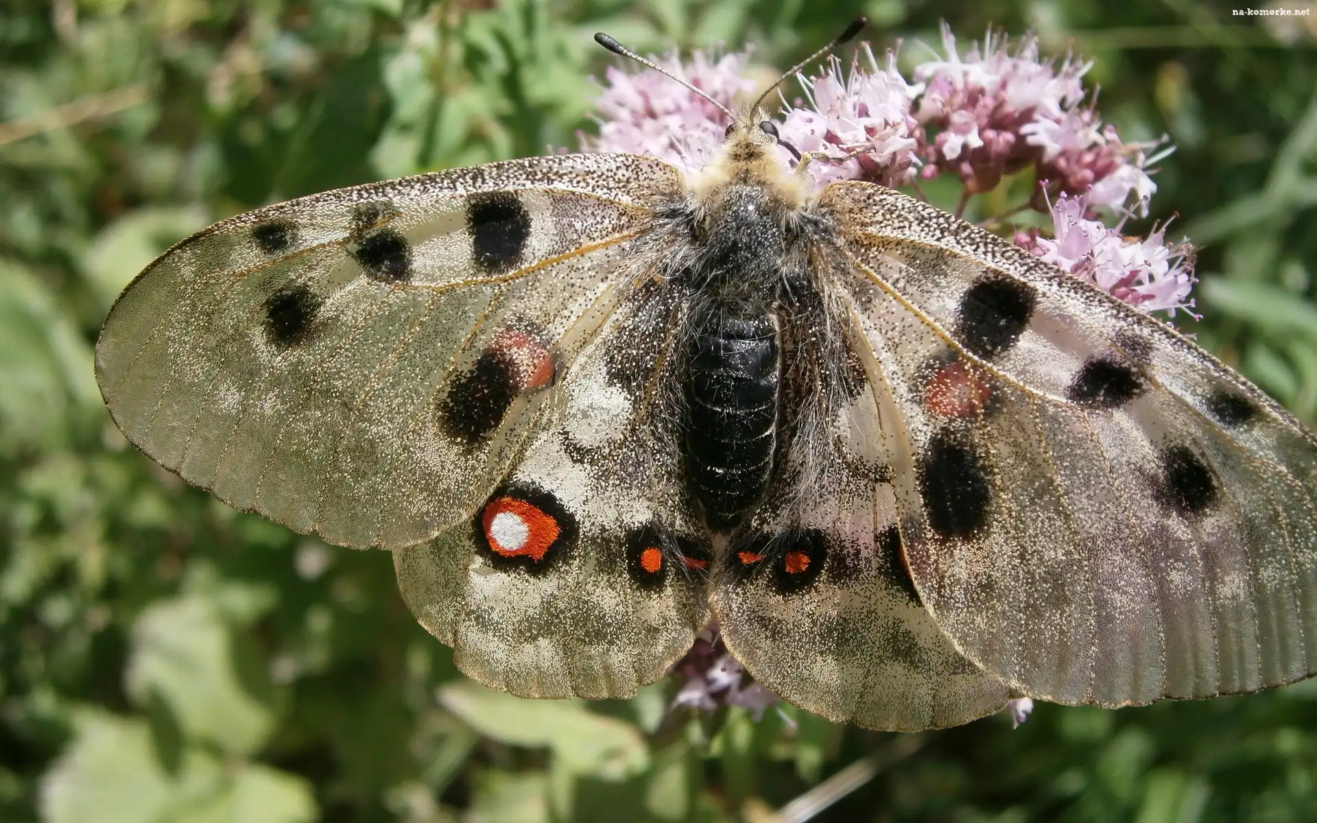 Motyl, Kwiat, Błyszczące, Skrzydła