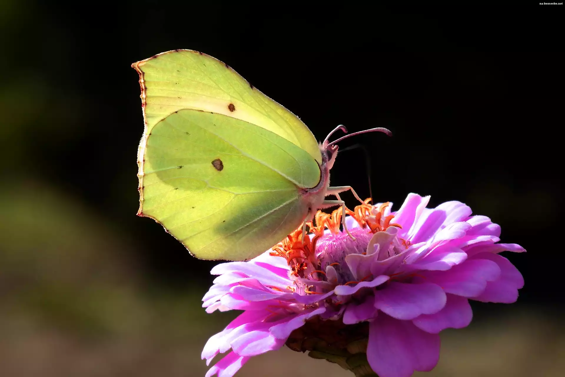 Motyl, Cynia, Cytrynek, Kwiat