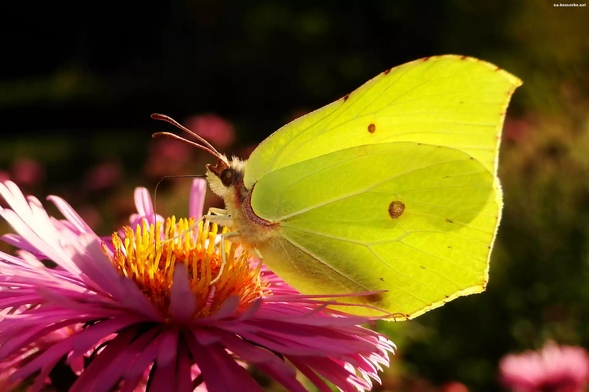 Motyl, Aster, Latolistek cytrynek, Kwiat