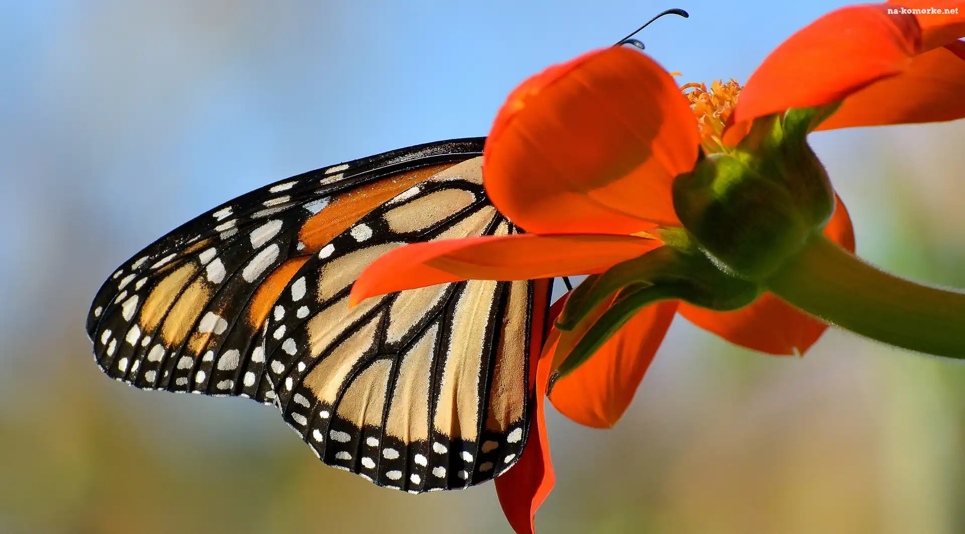 Motyl monarch, Czerwony, Kwiat