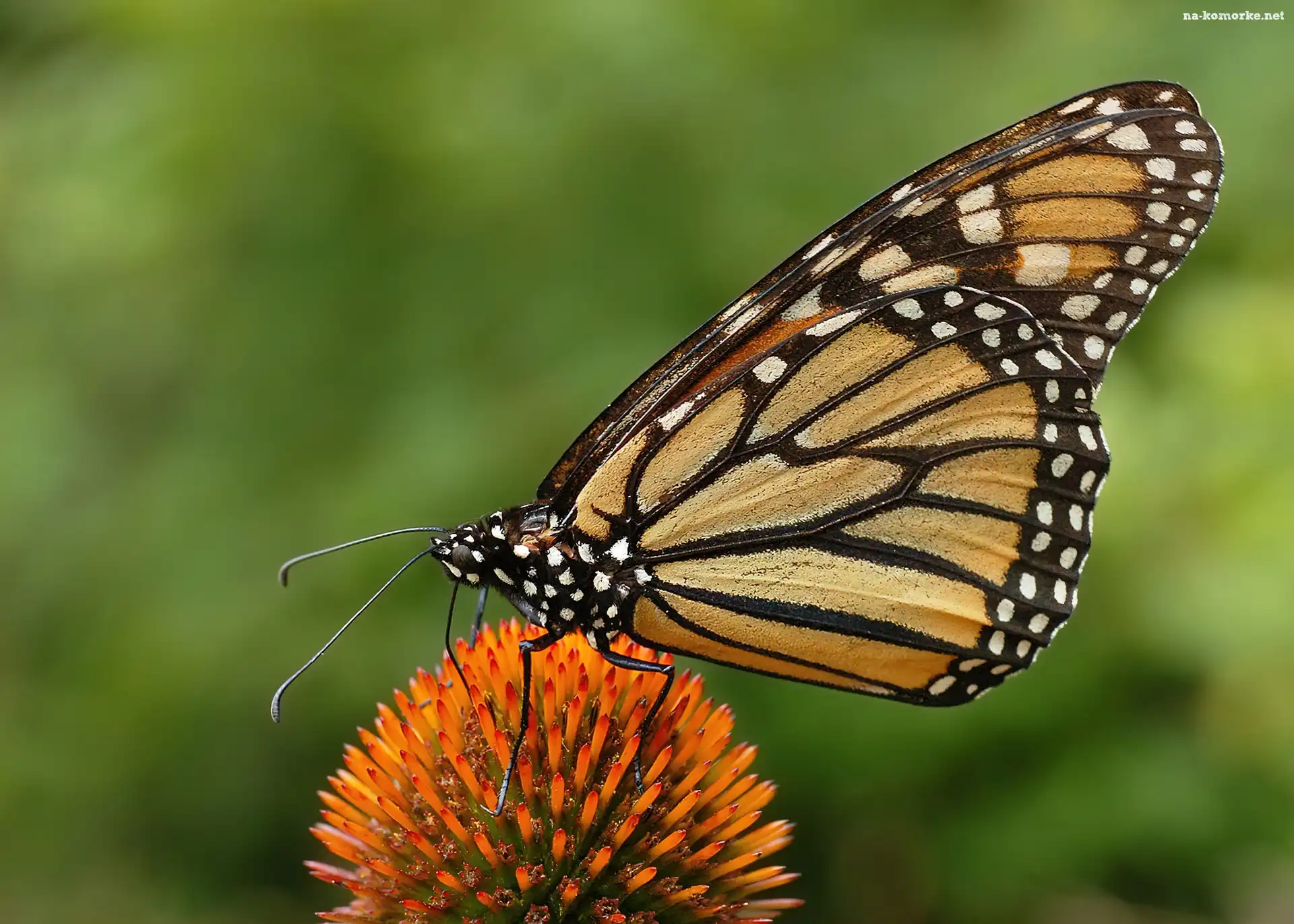 Motyl, Monarch Danaid, Kwiatek