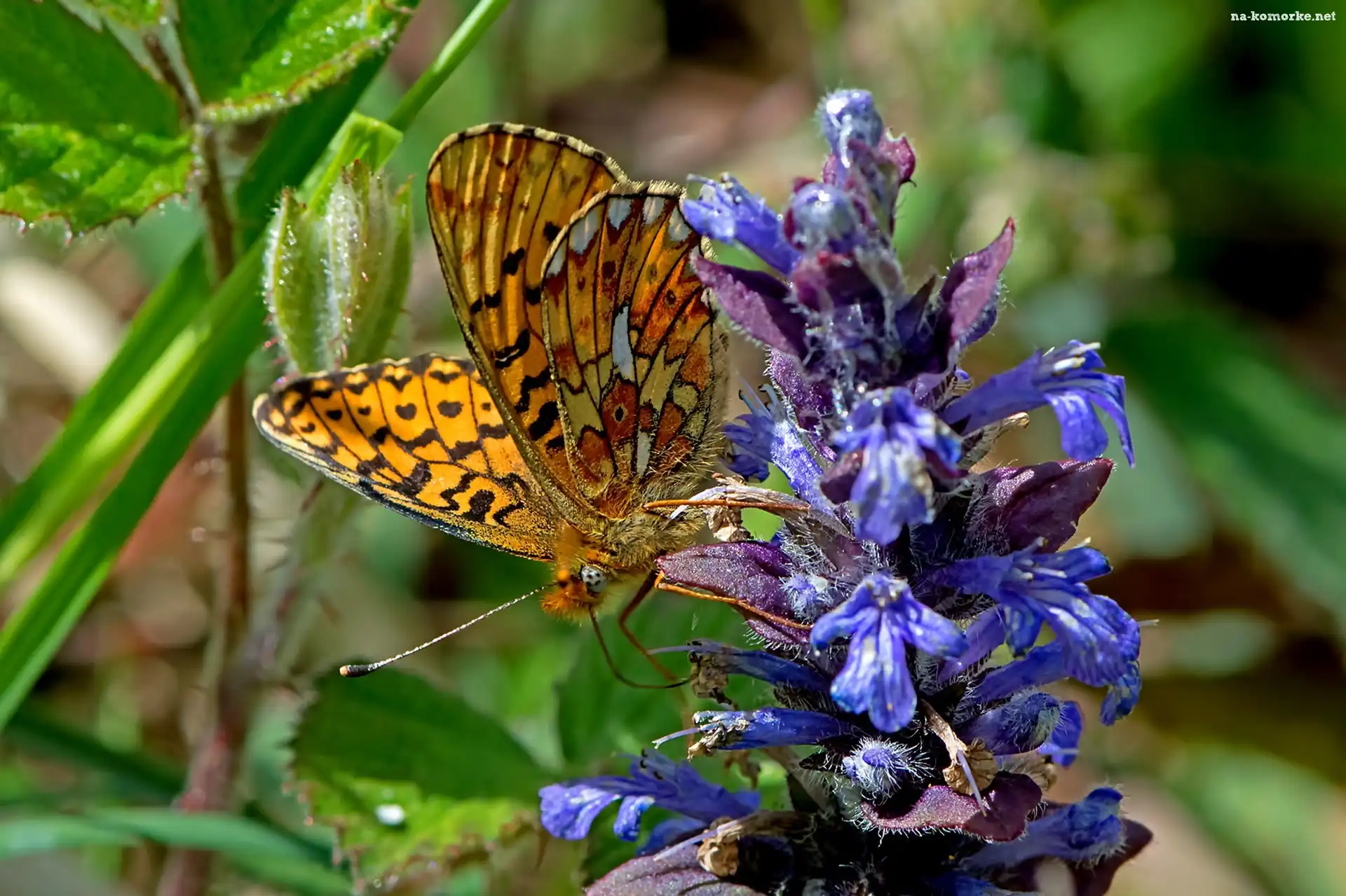 Motyl, Kwiatostan, Dostojka, Malinowiec