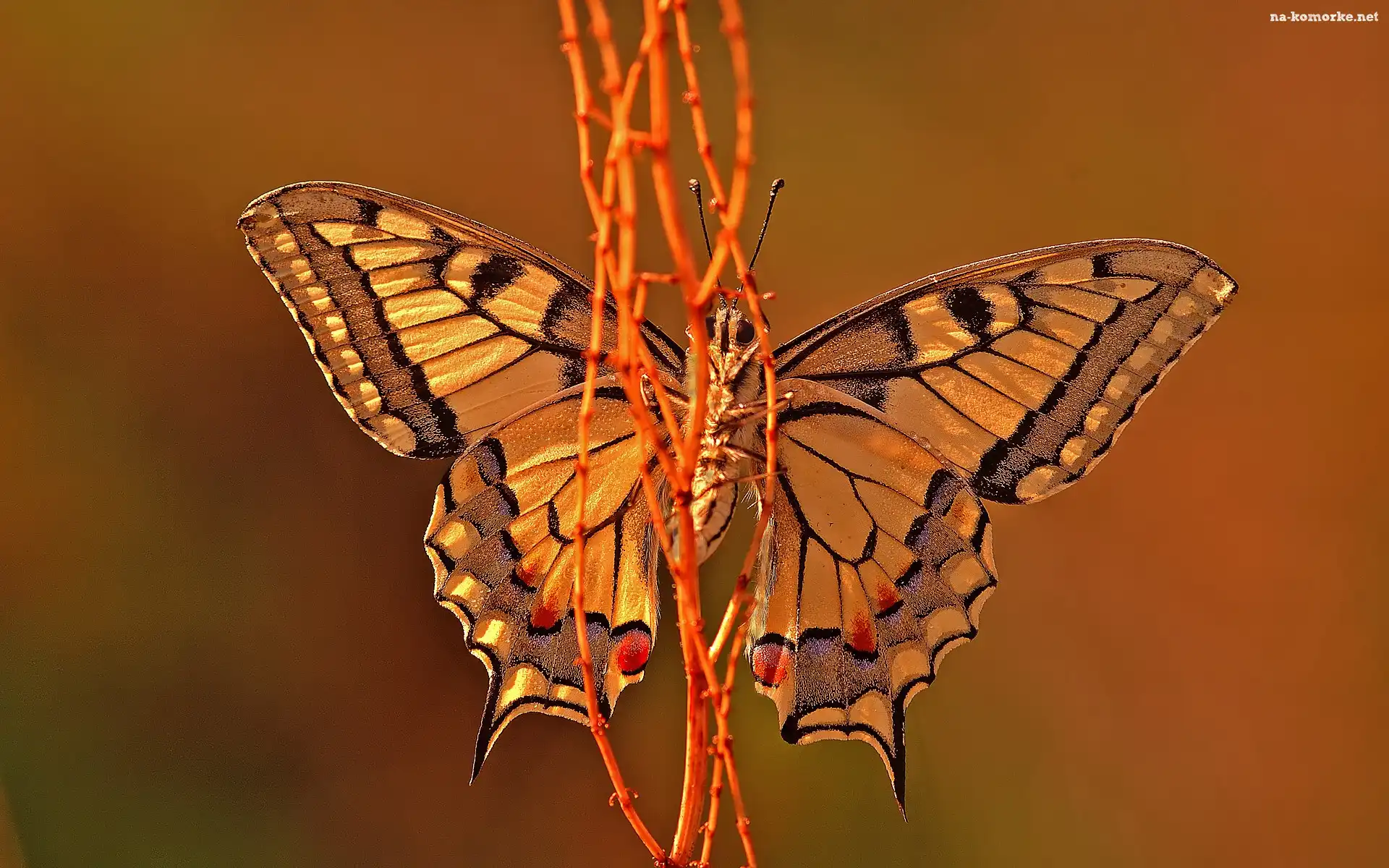 Motyl, Gałązki