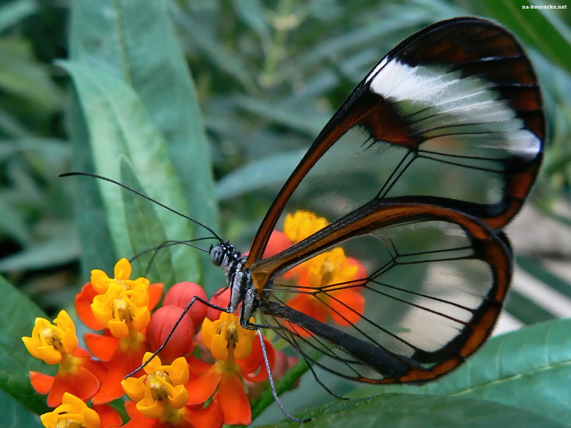 Motyl, Skrzydła, Glasswing, Przeźroczyste