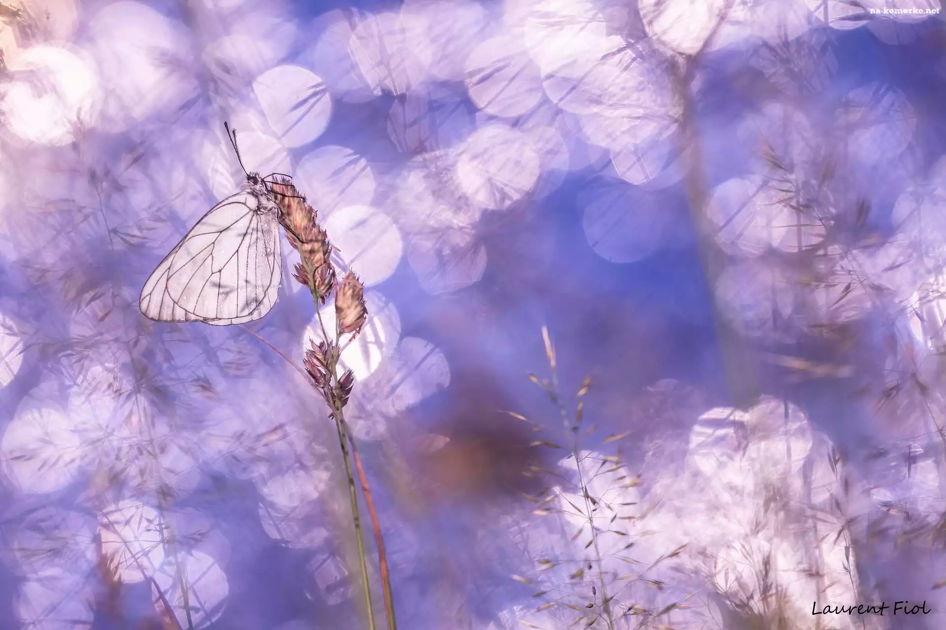 Motyl, Trawy, Niestrzęp głogowiec, Źdźbła