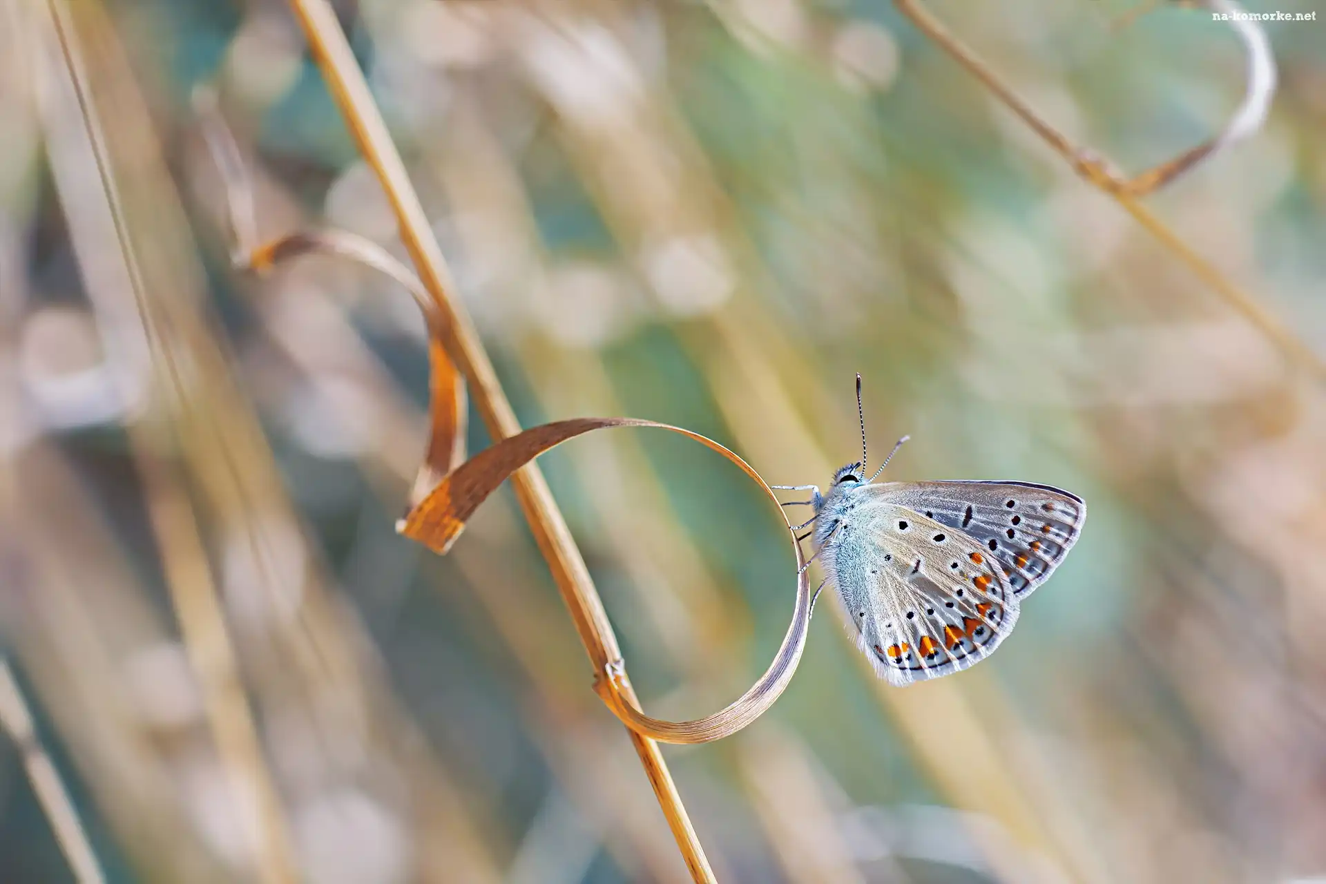 Motyl, Źdźbło, Modraszek ikar, Trawa