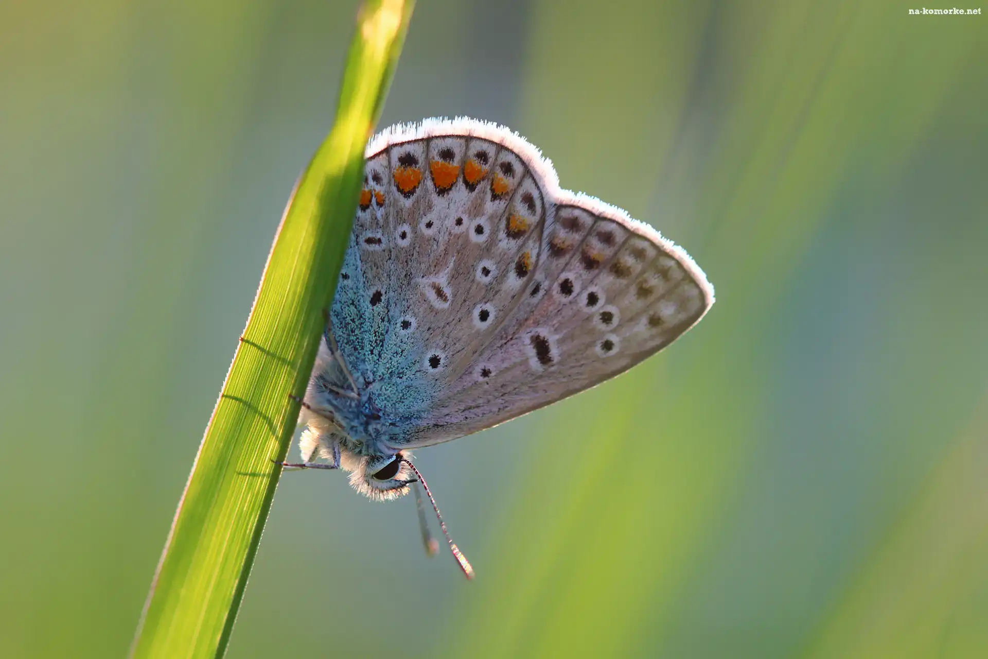 Motyl, Trawa, Modraszek ikar, Źdźbło