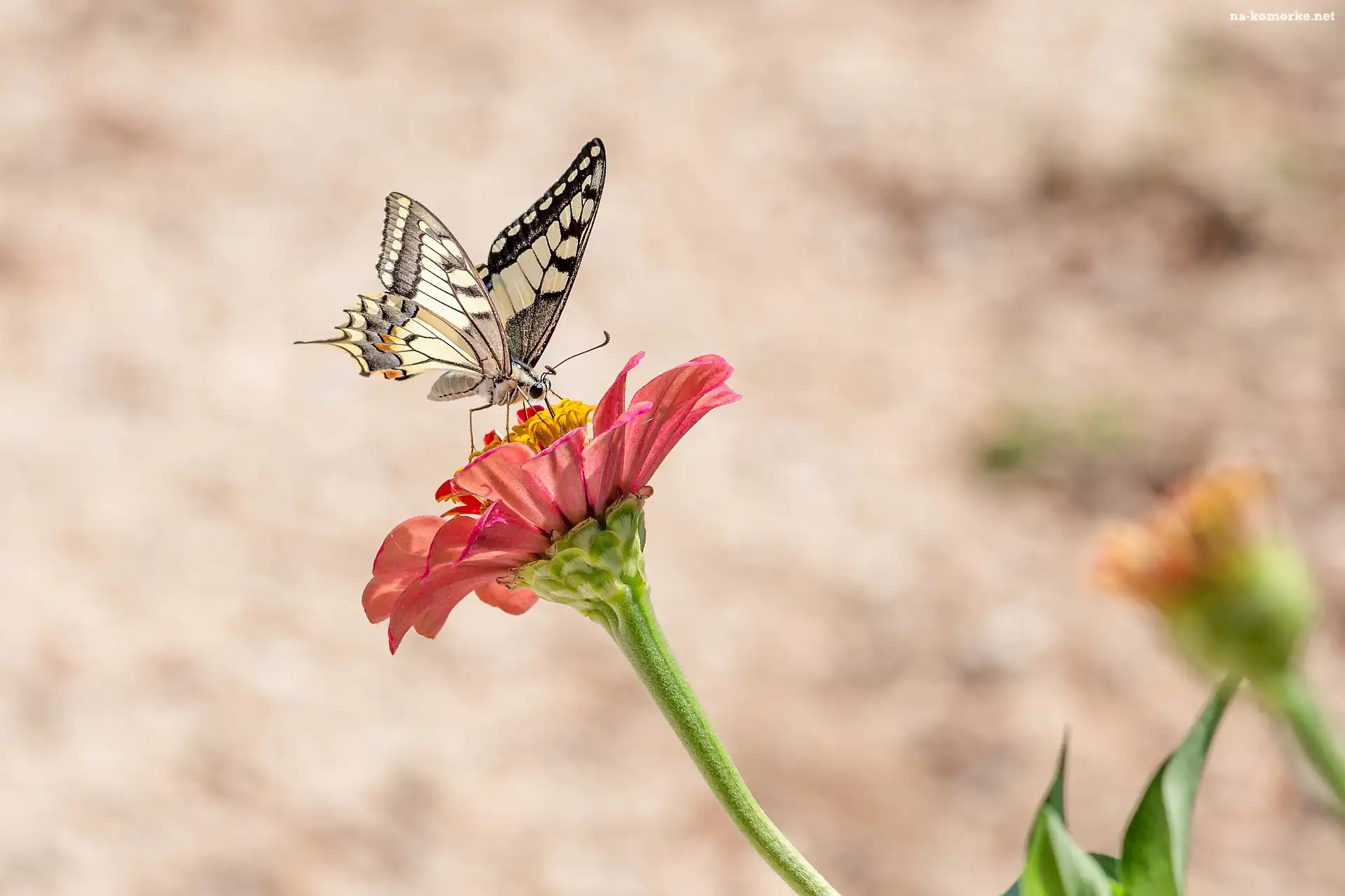 Motyl, Cynia, Paź królowej, Kwiat