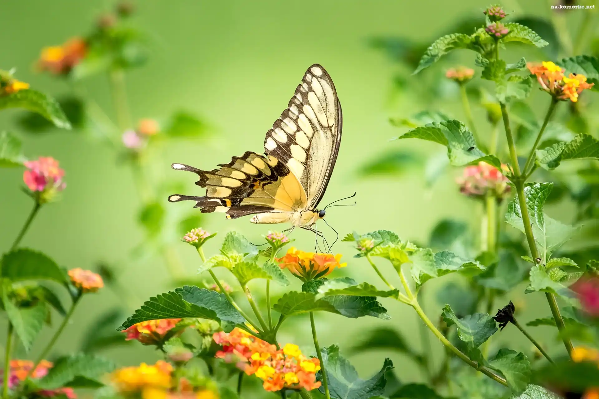 Motyl, Kwiaty, Paź królowej, Kolorowe