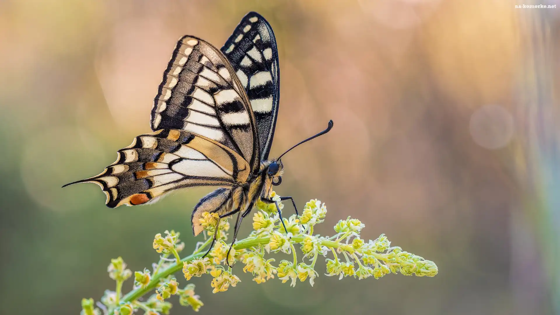 Motyl, Makro, Paź królowej, Roślina