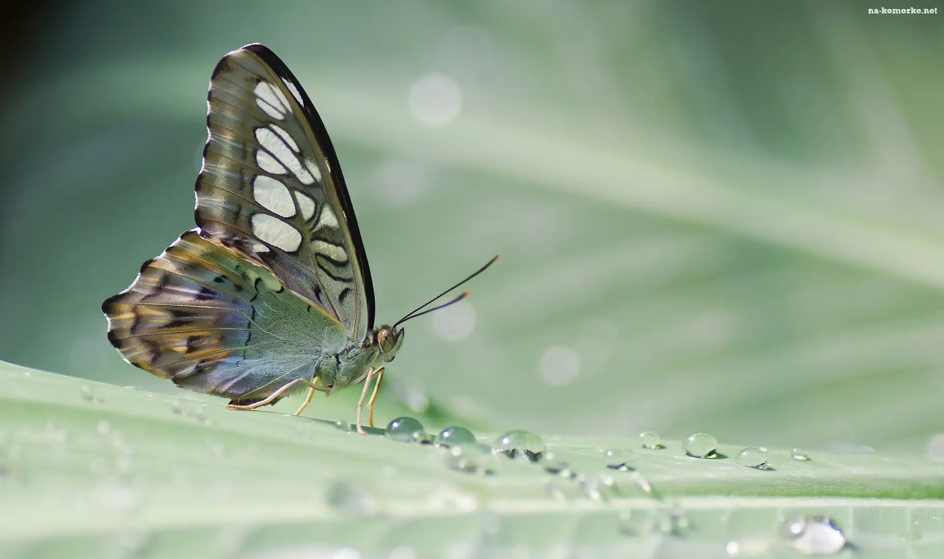Motyl, Krople