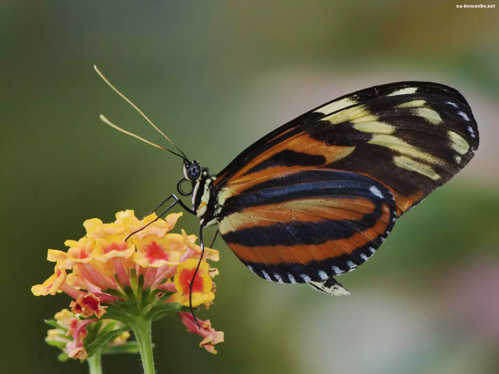 Motyl, kwiat