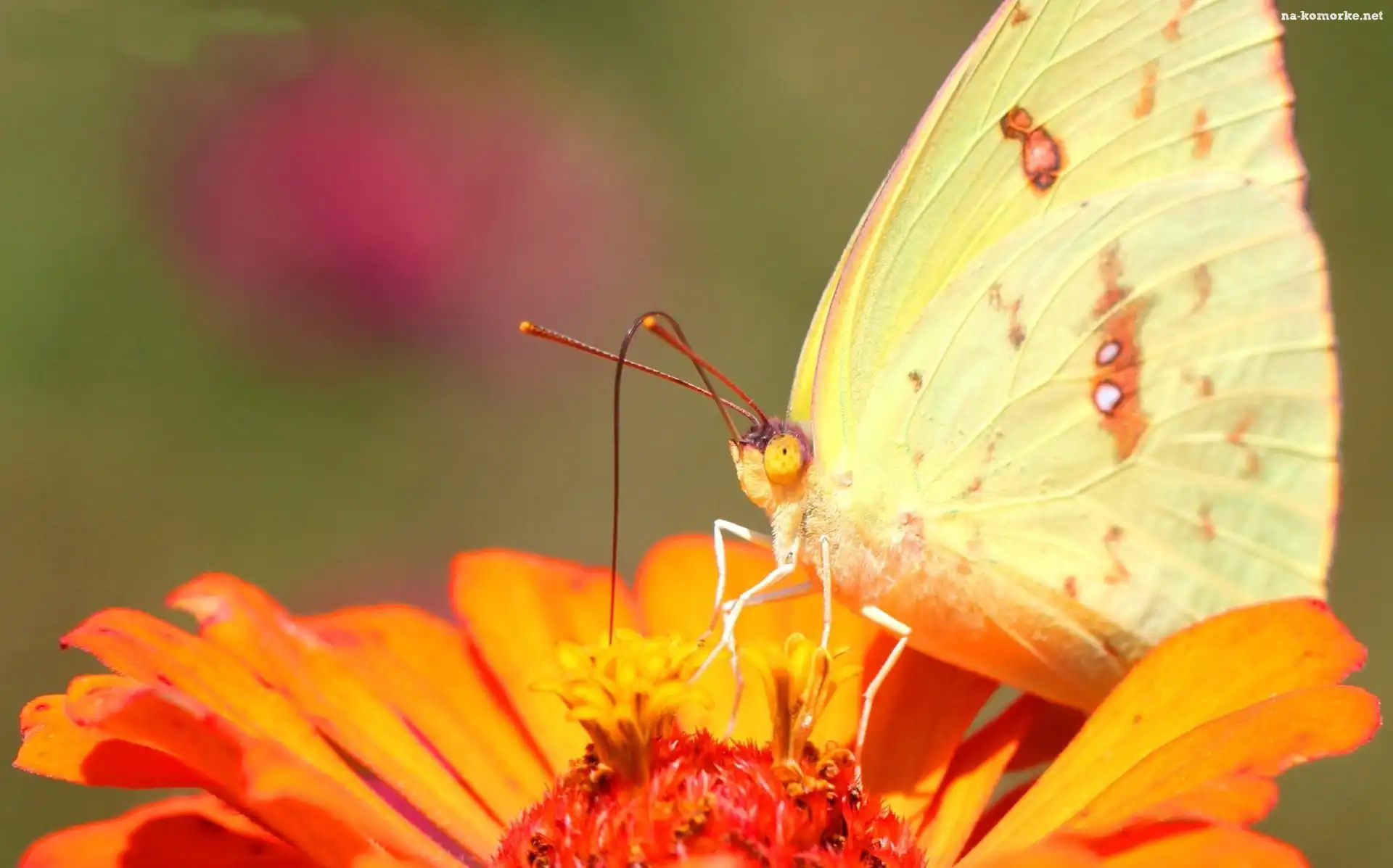 Motyl, Kwiat